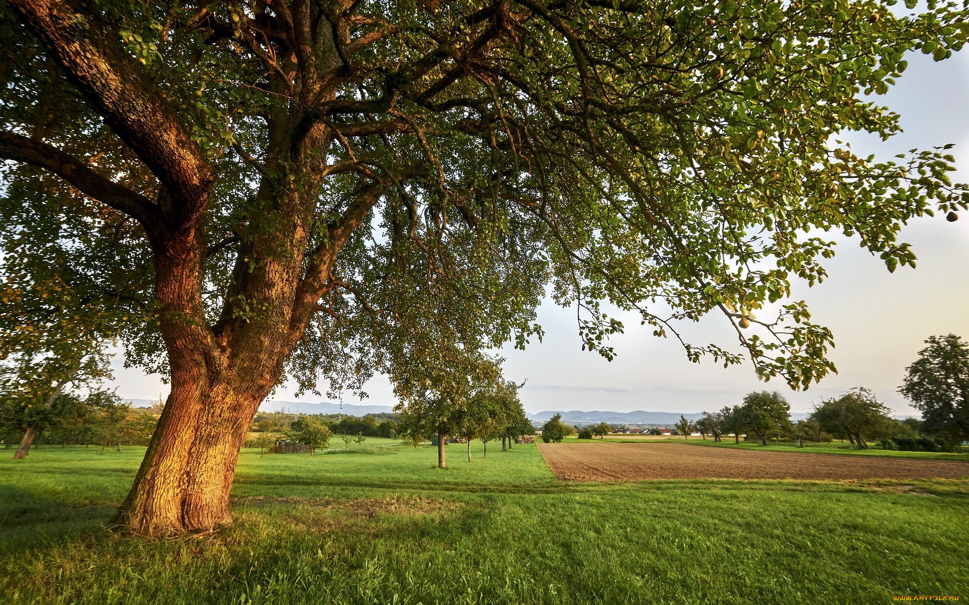 природа, поля, дерево, поле, лето