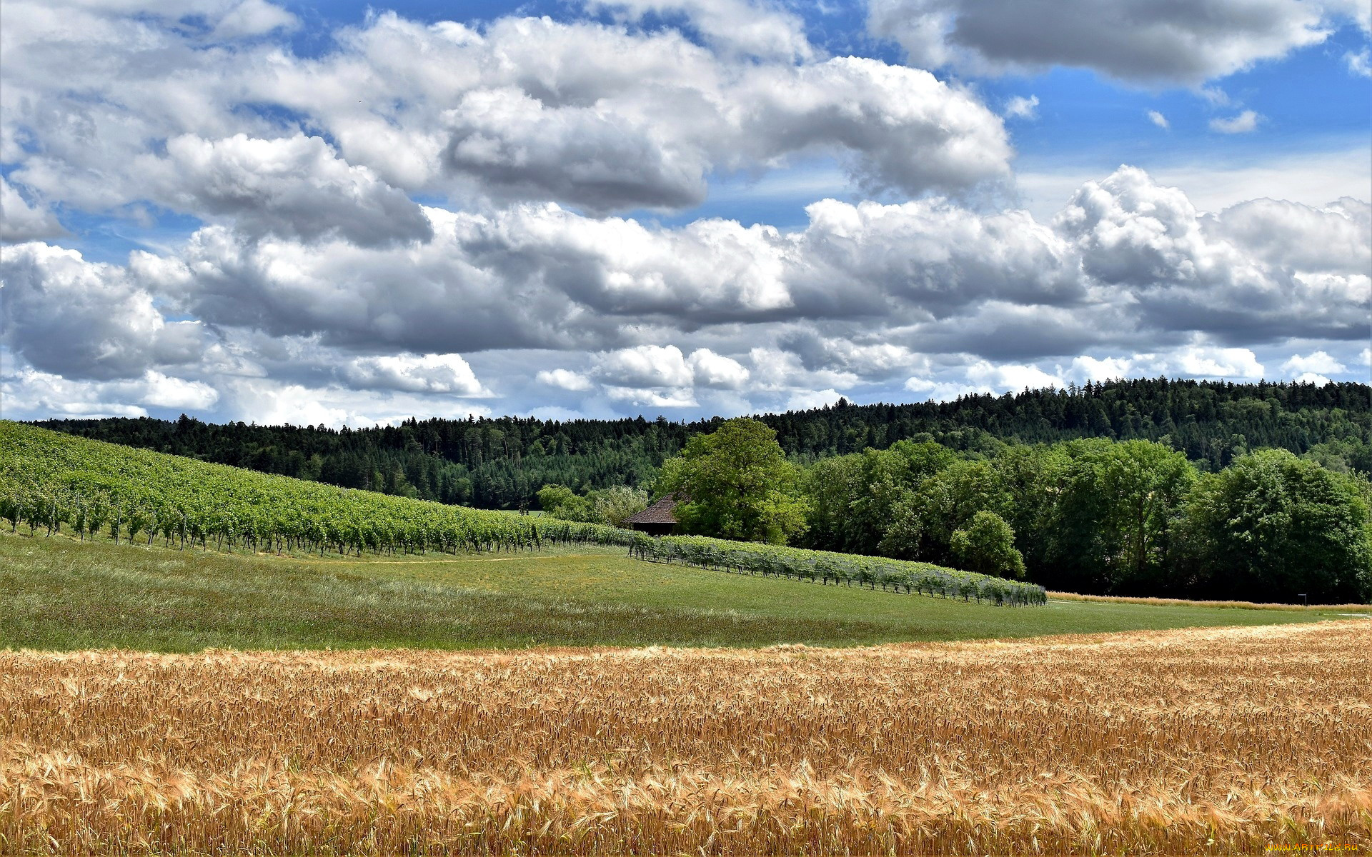 природа, поля, урожай, пшеница
