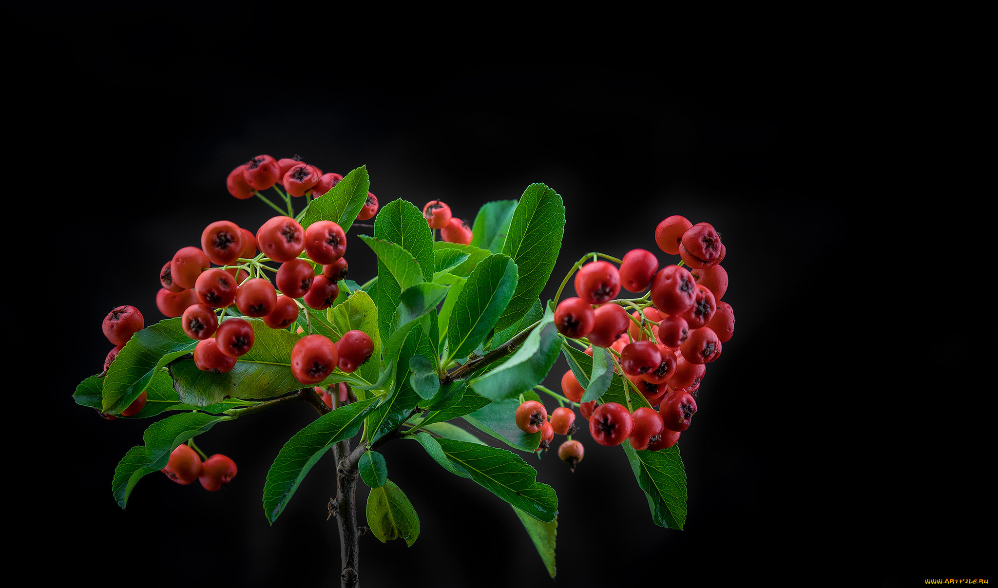 еда, рябина, снедь