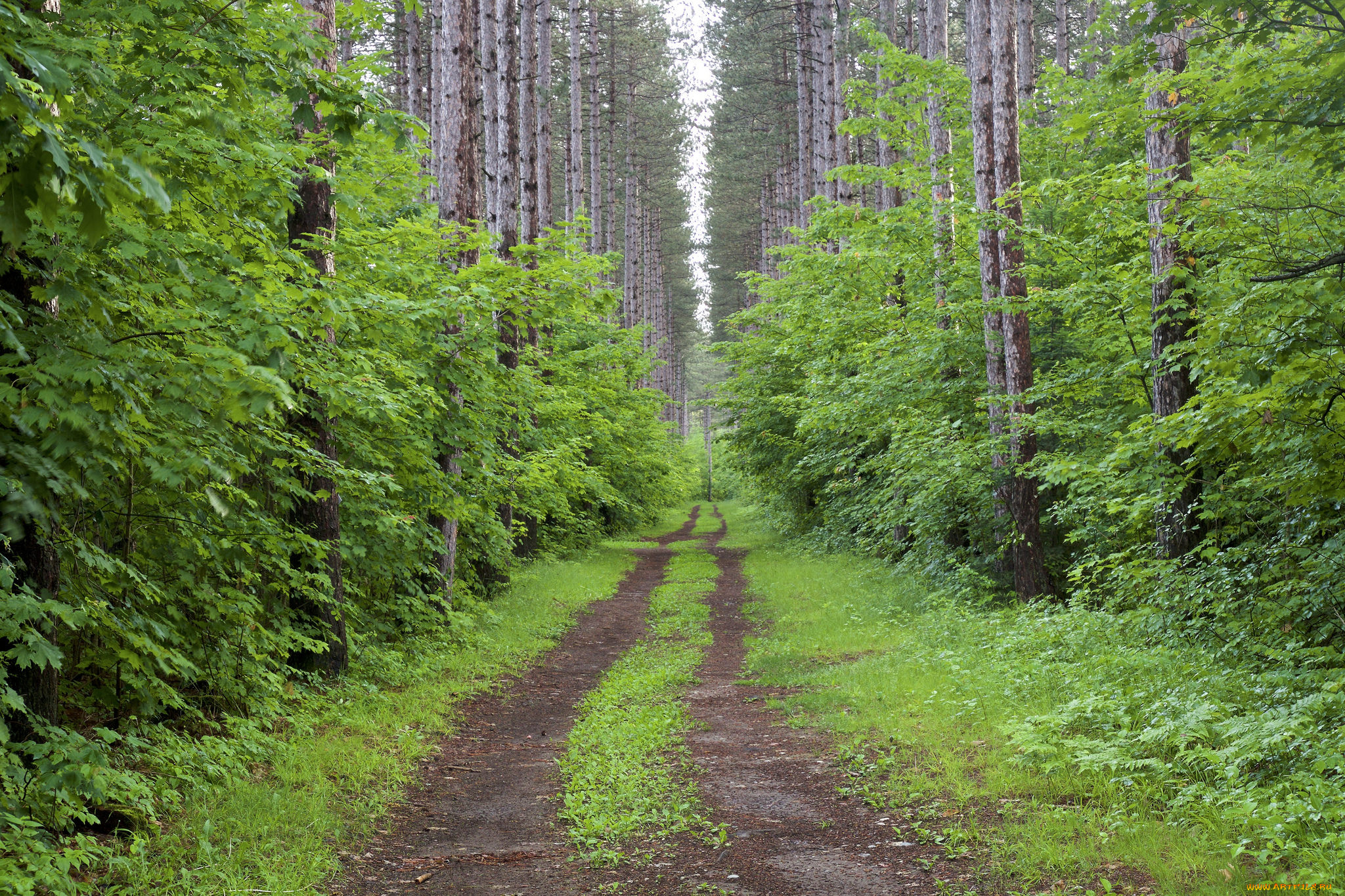 природа, дороги, простор