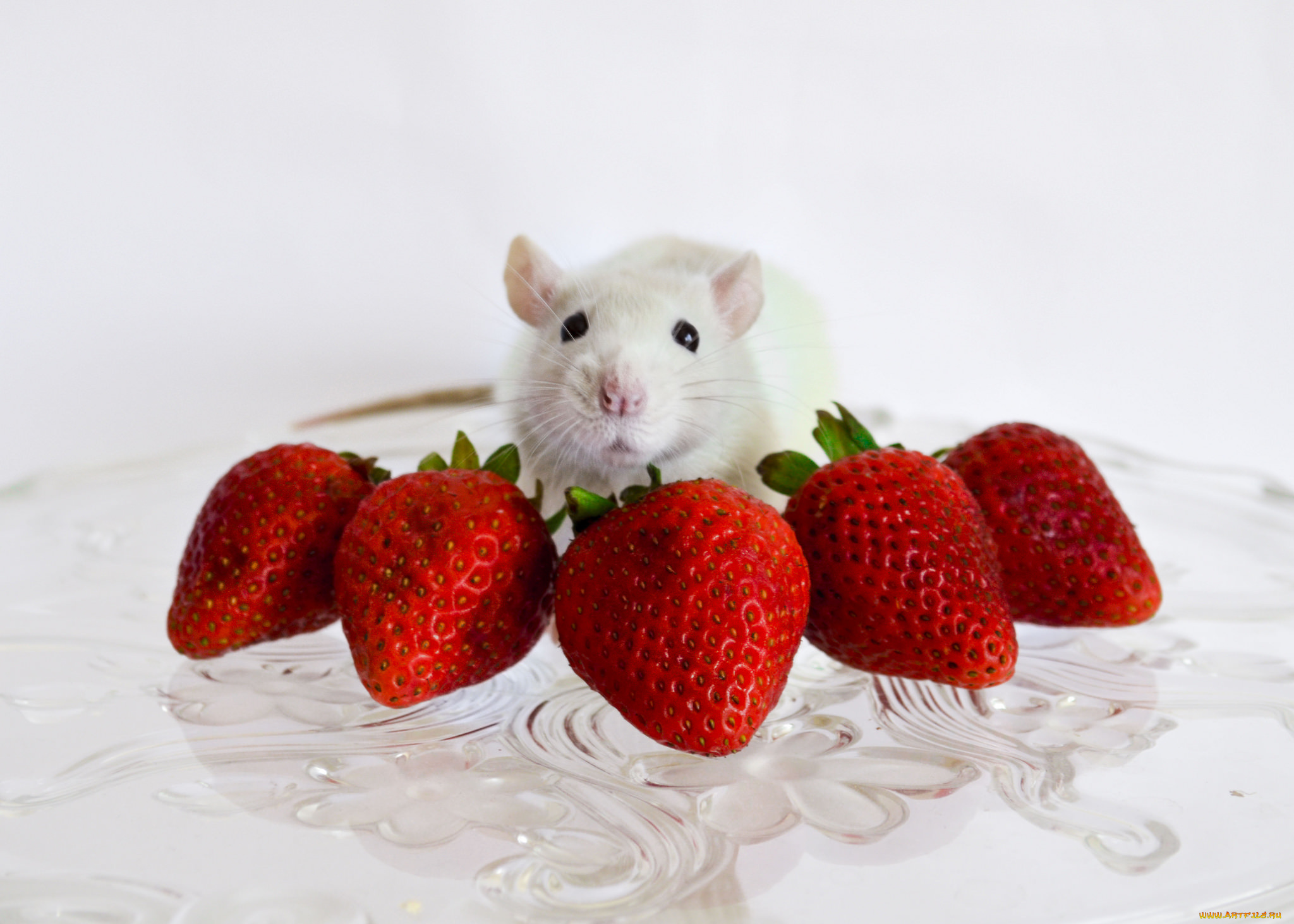 еда, клубника, , земляника, снедь