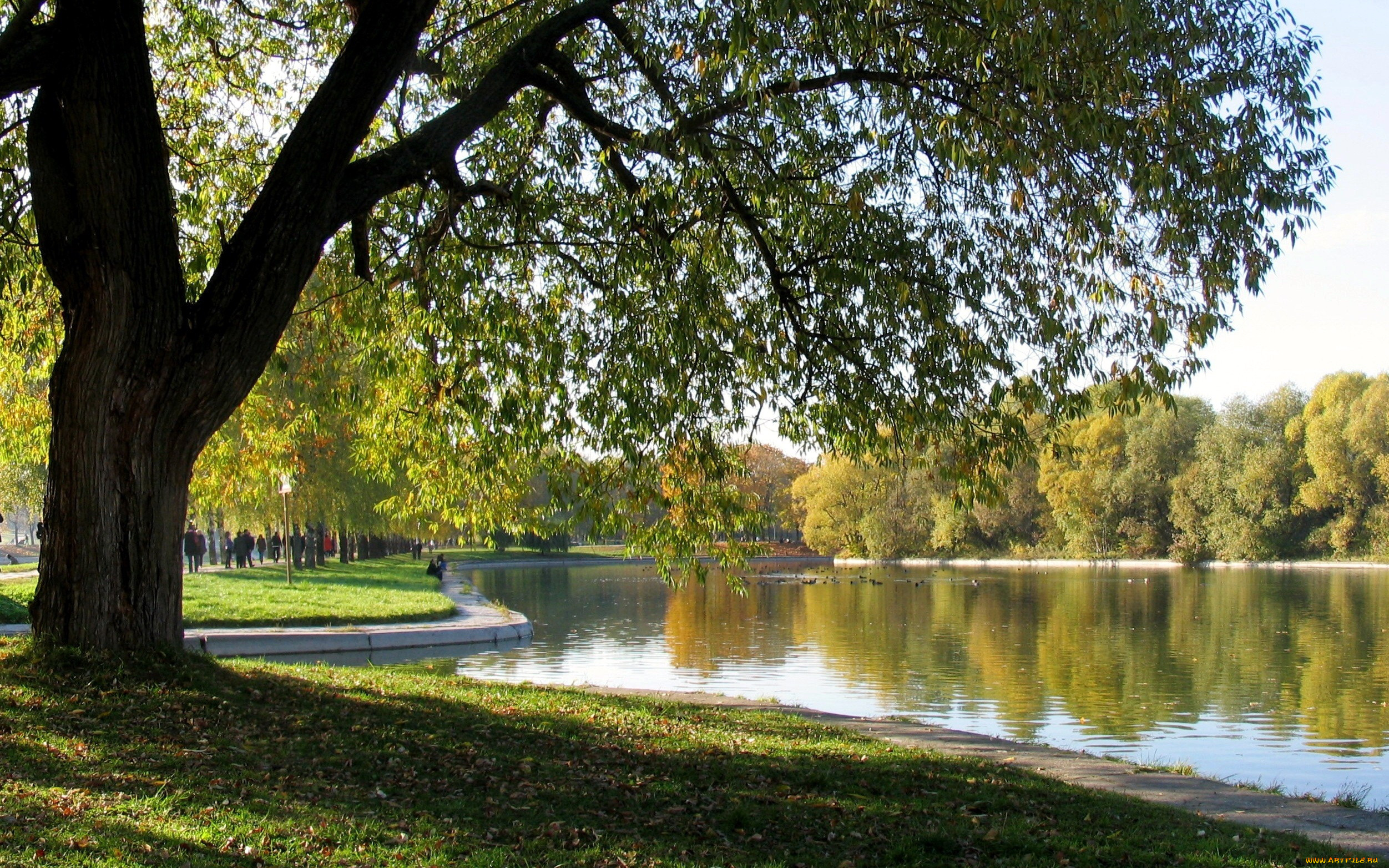 природа, парк, лето, деревья, пруд