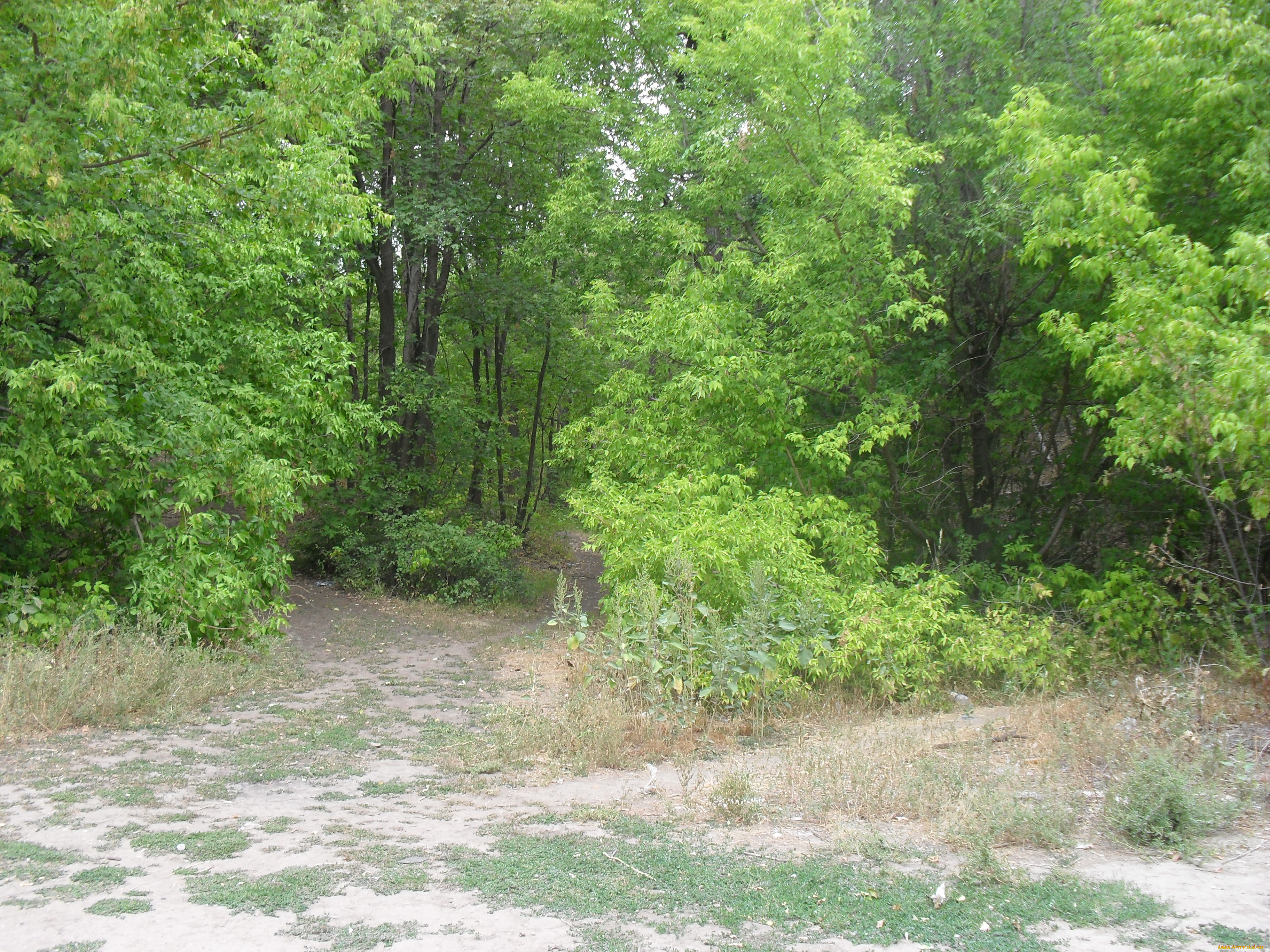 дорога, природа, лес, дороги, летом