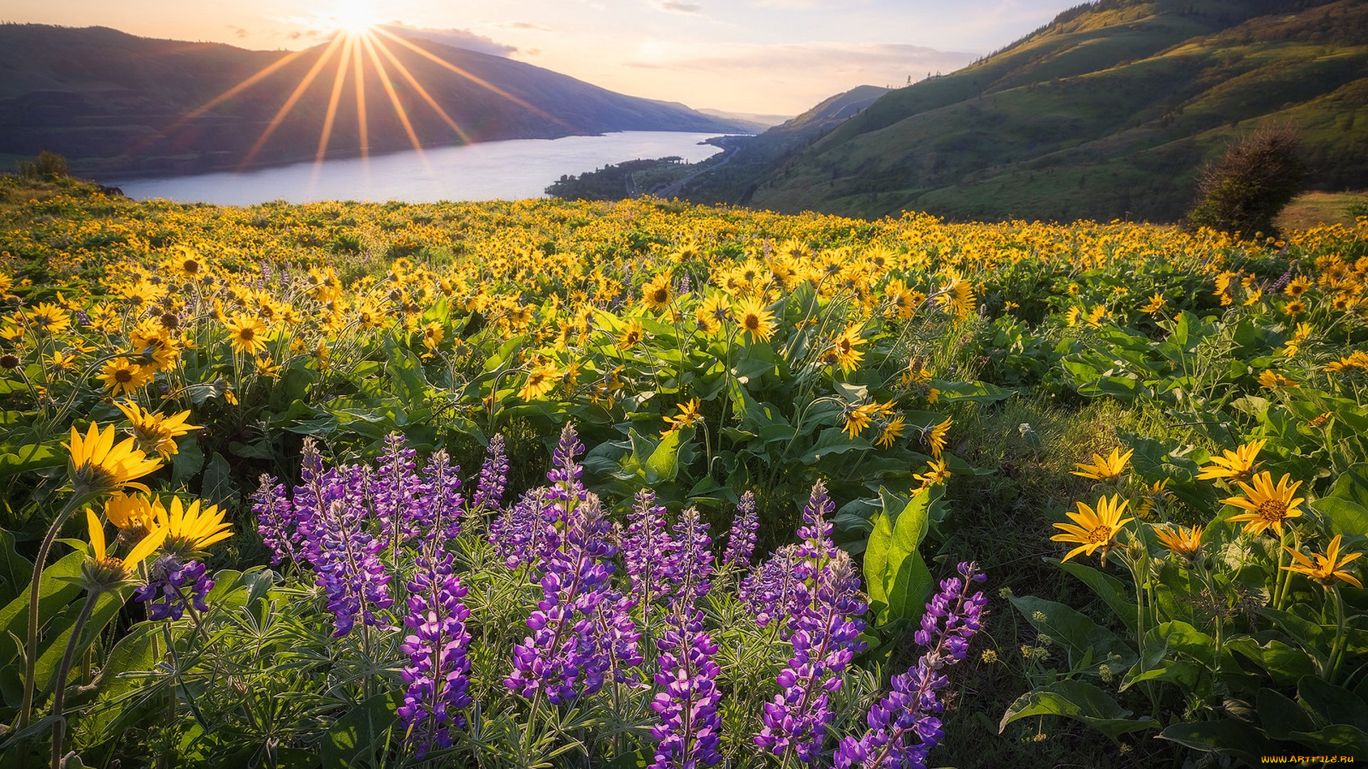 природа, луга, простор