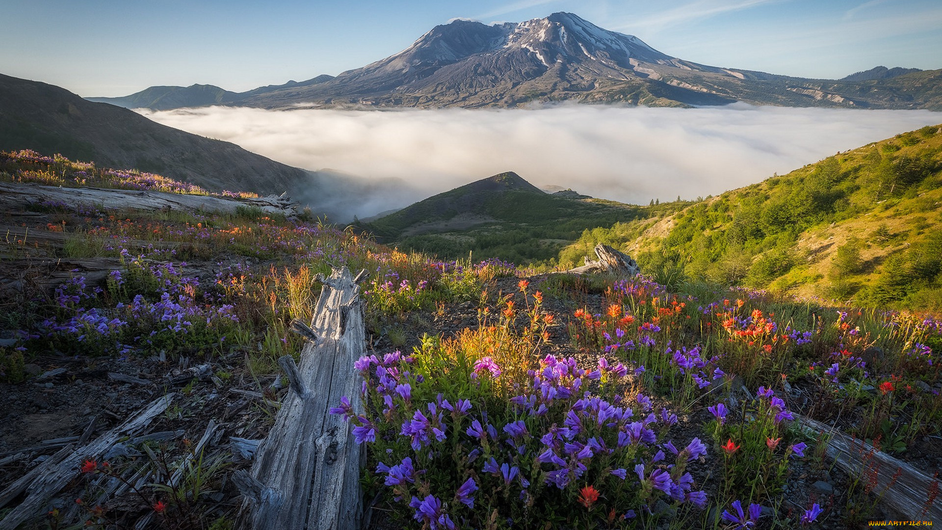 природа, луга, простор