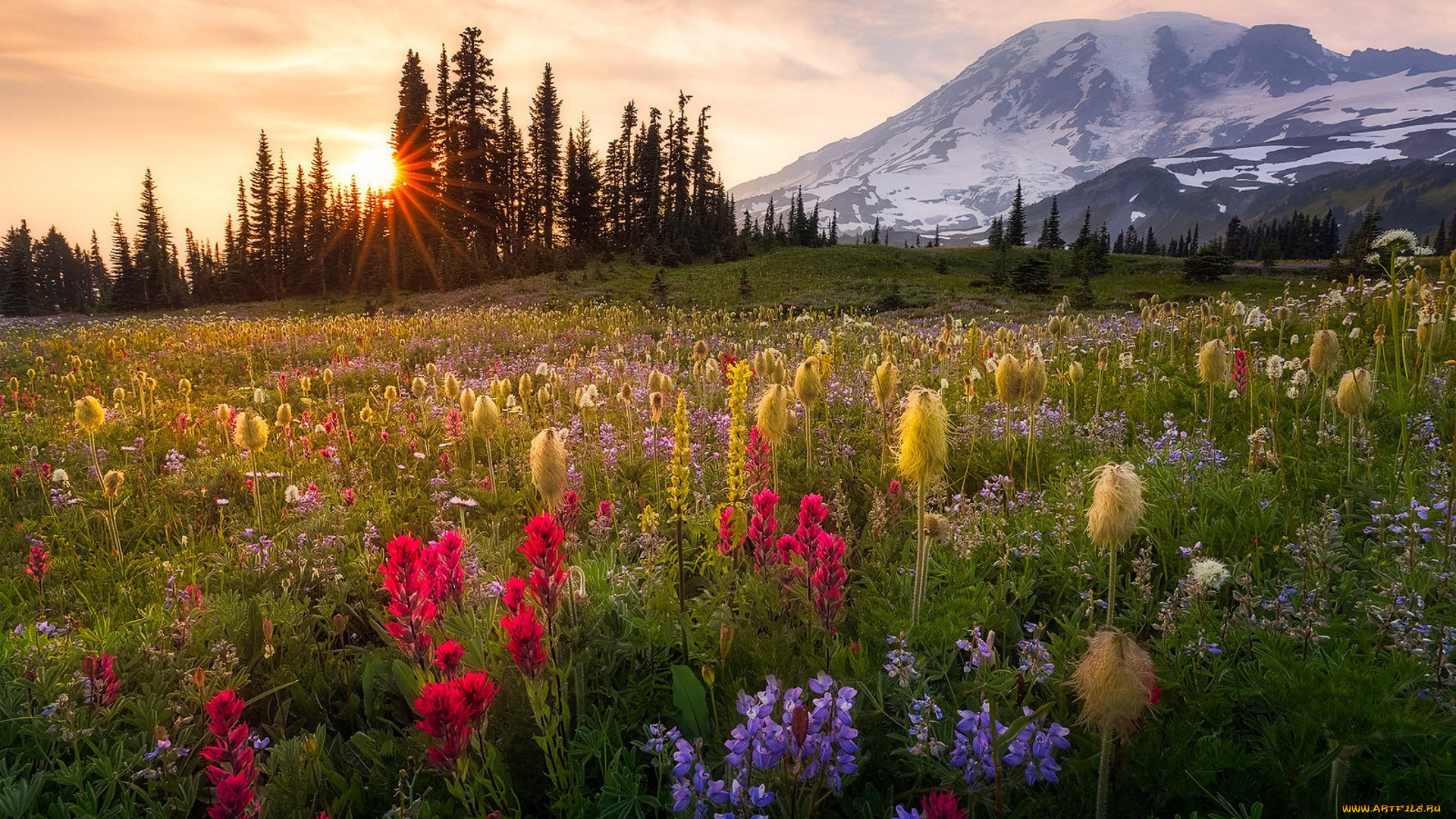 природа, луга, простор