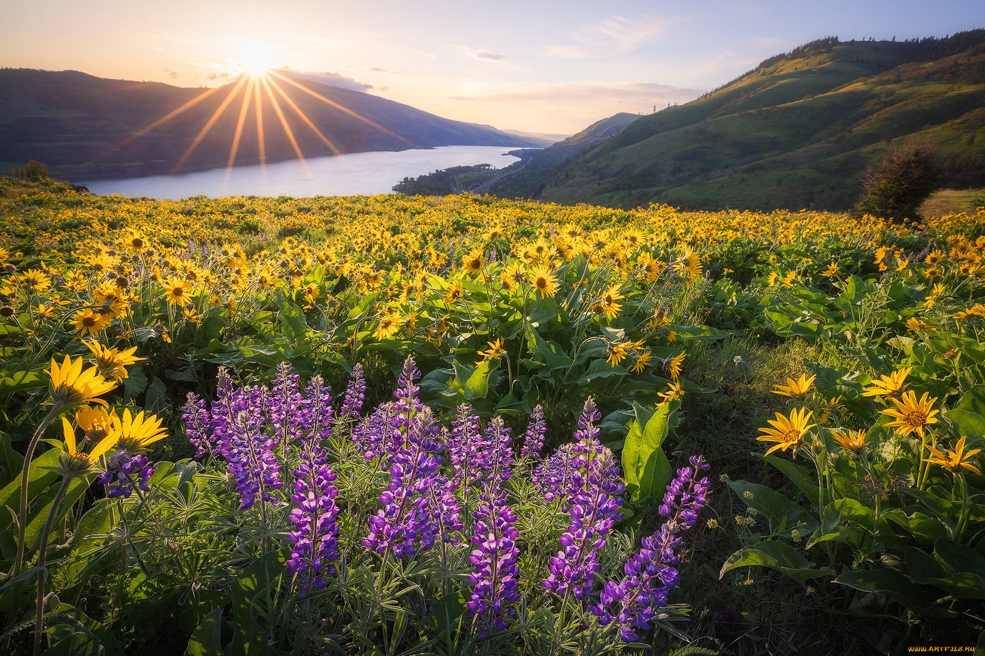 природа, луга, простор