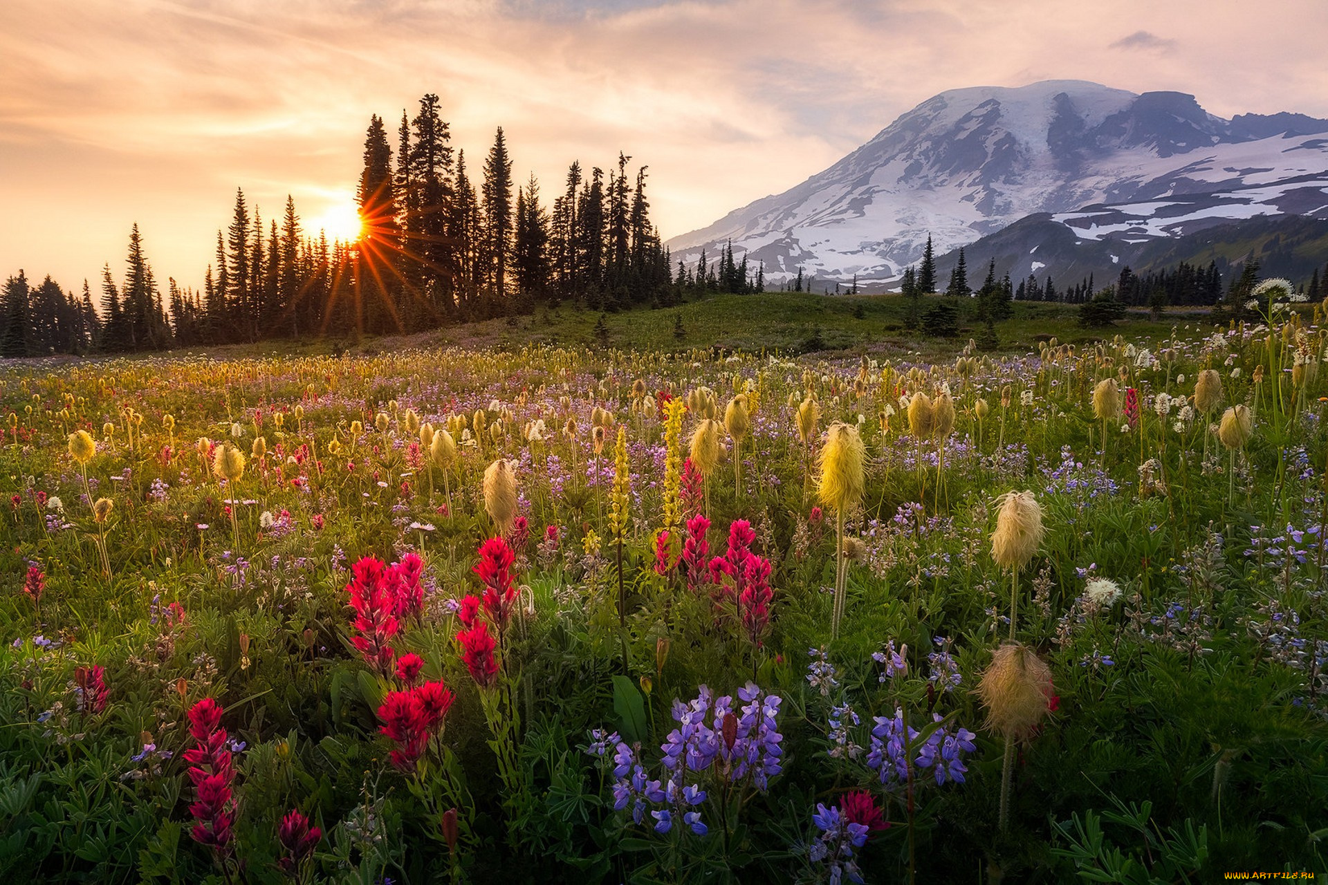 природа, луга, простор