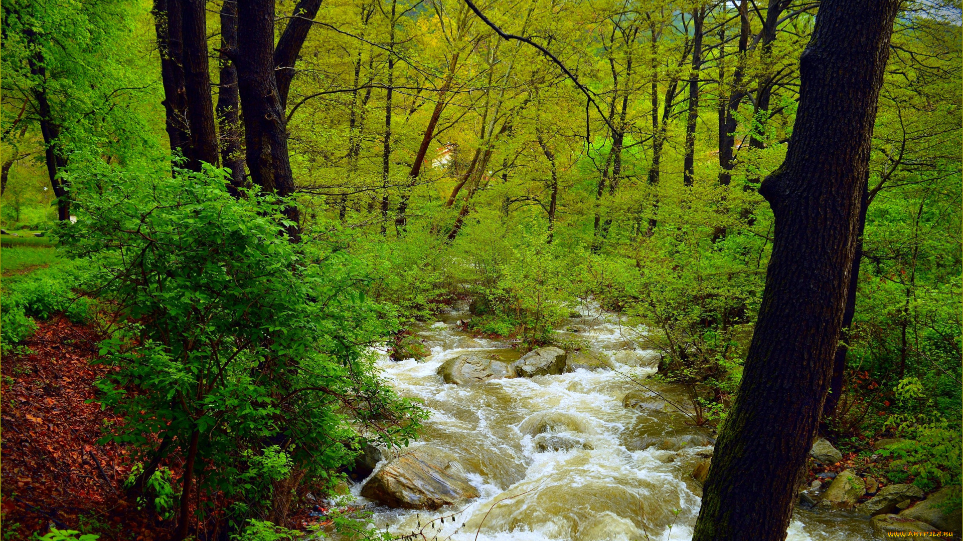 природа, лес, зелень, поток, весна, деревья, река, камни, nature, spring, river, forest, trees, flow