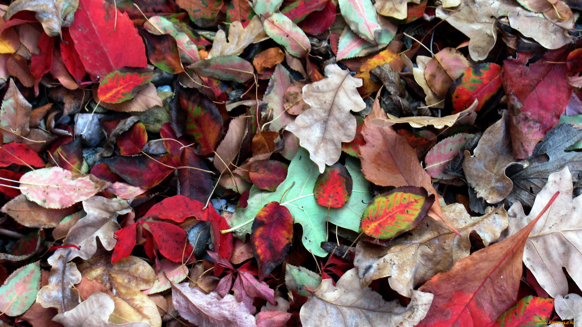 природа, листья, осень