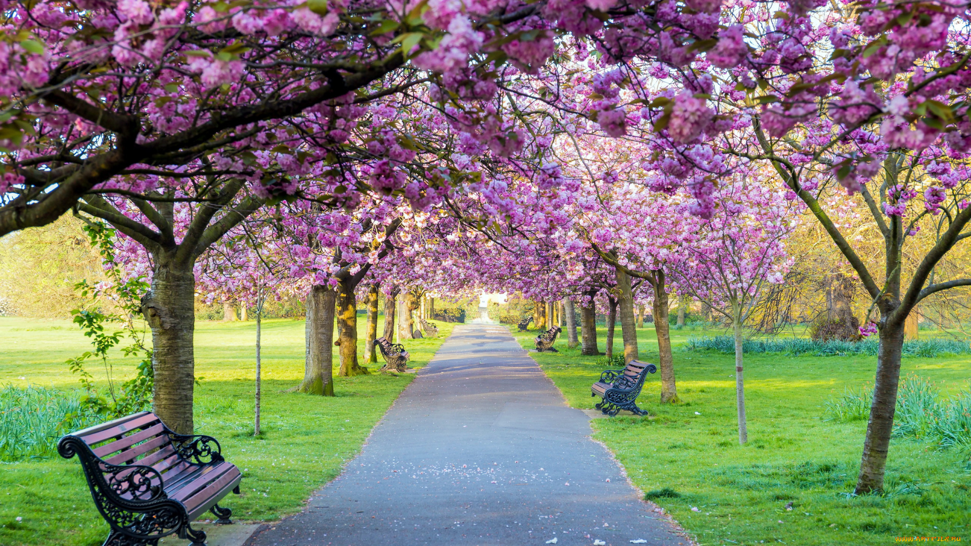 природа, парк, аллея, скамейки, весна