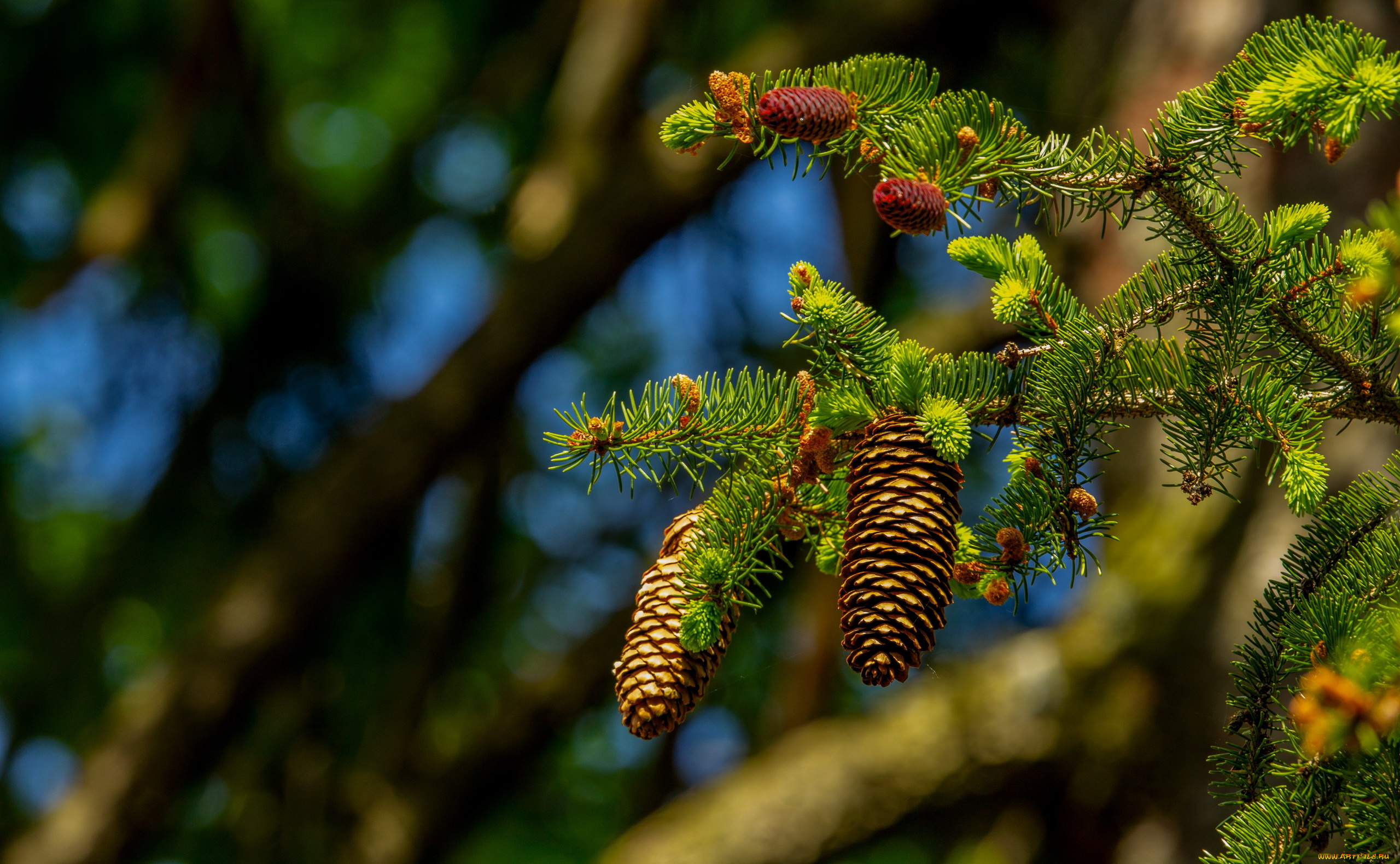 природа, шишки, , жёлуди, , каштаны
