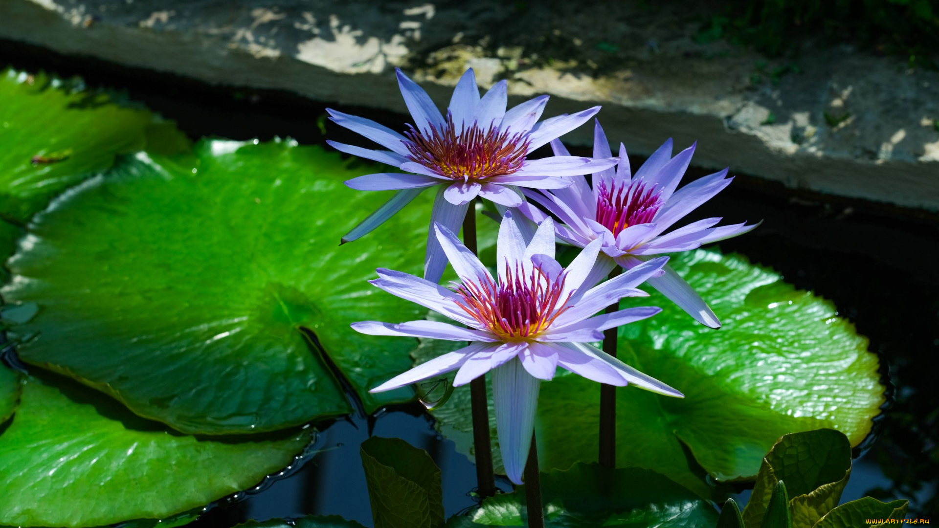 цветы, лилии, водяные, , нимфеи, , кувшинки, листья, вода, лилии, водяные, трио