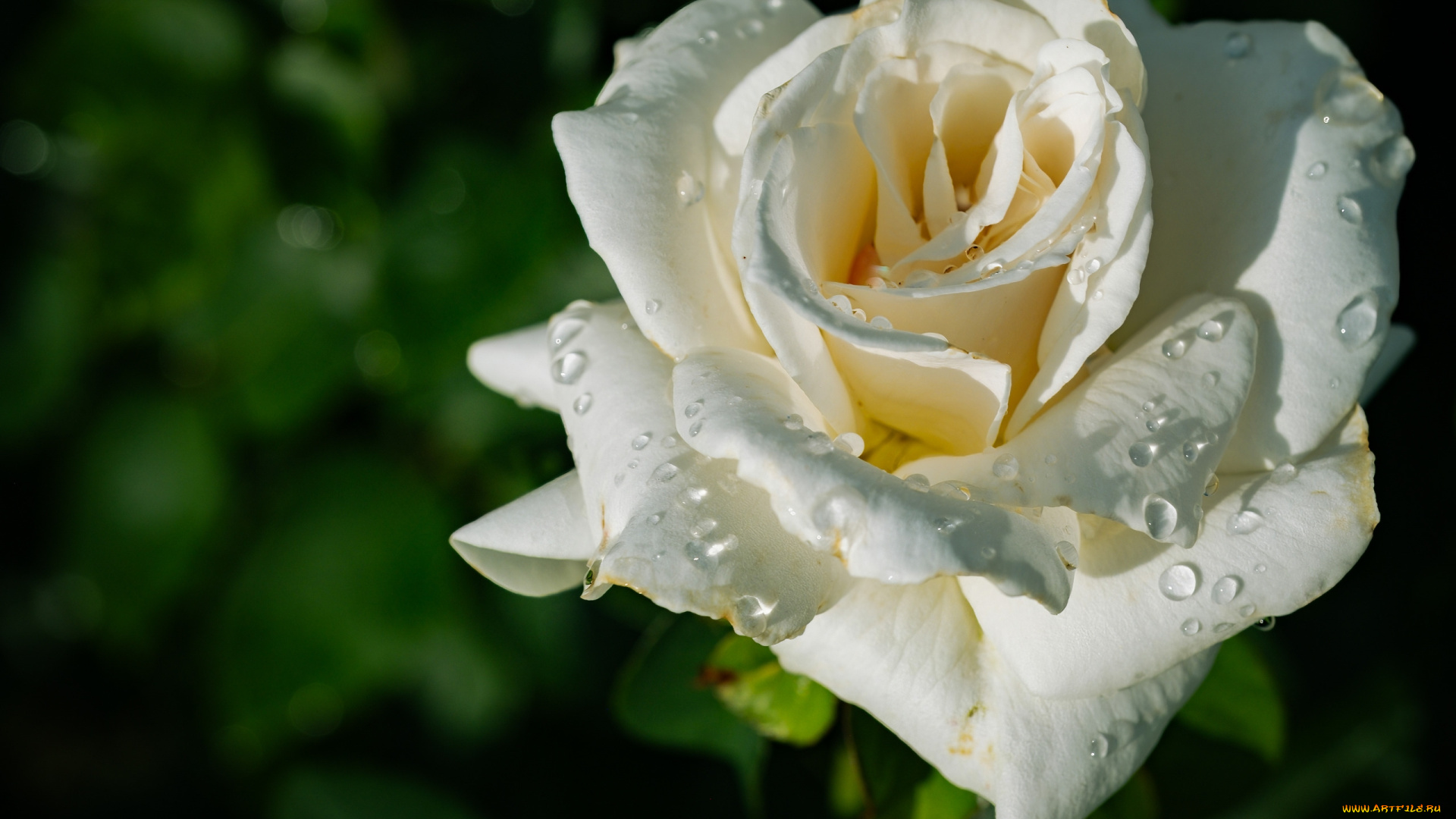 цветы, розы, белая, роза, капли, макро