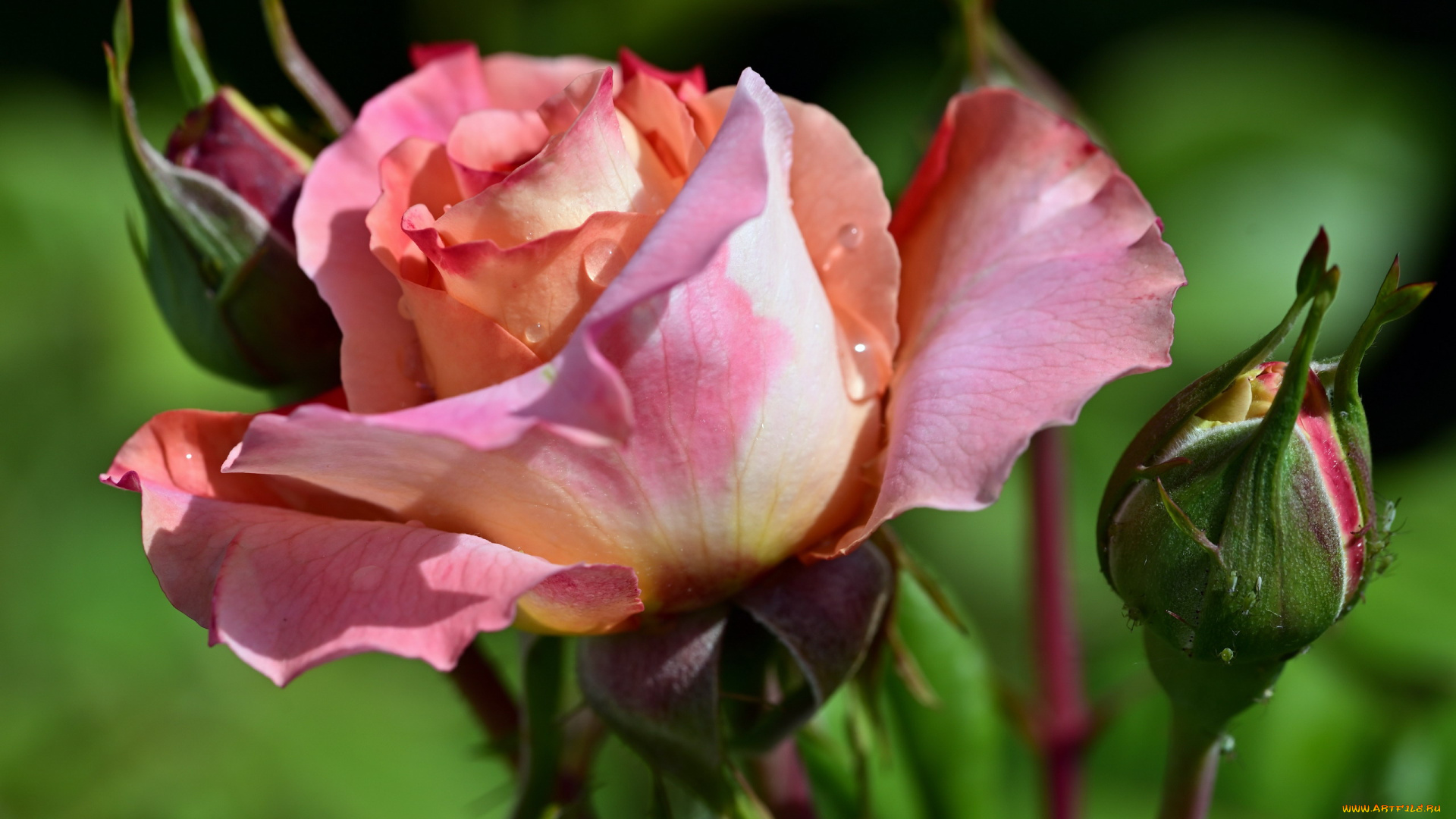 цветы, розы, бутоны, роза, капли, макро