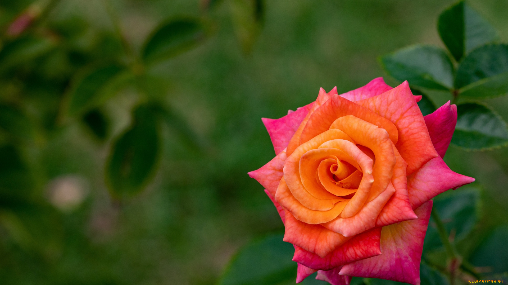 цветы, розы, розовая, роза, макро