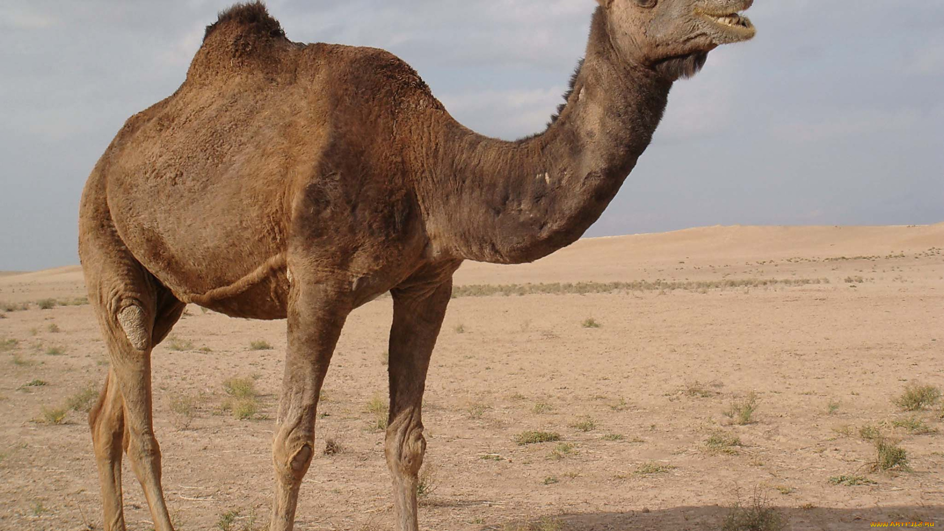 животные, верблюды, верблюд, пустыня