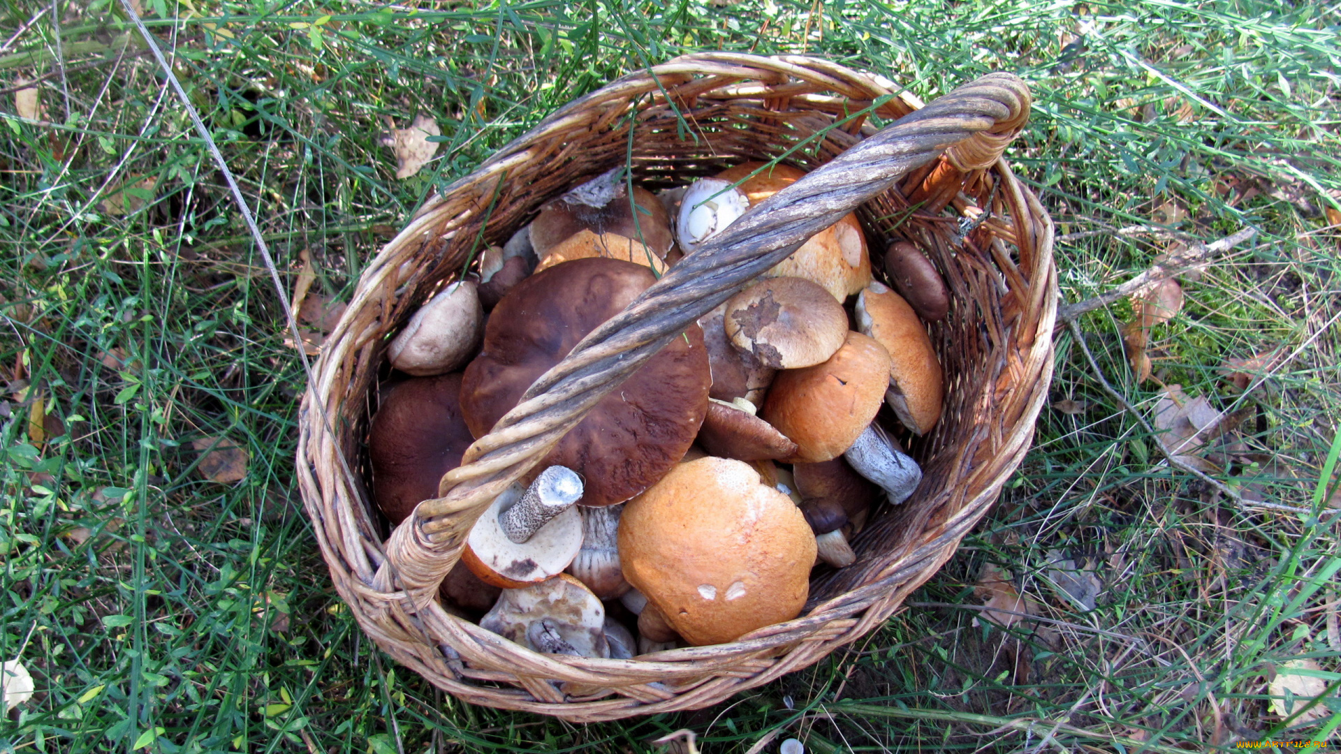 еда, грибы, , грибные, блюда, трава, корзина, лесные