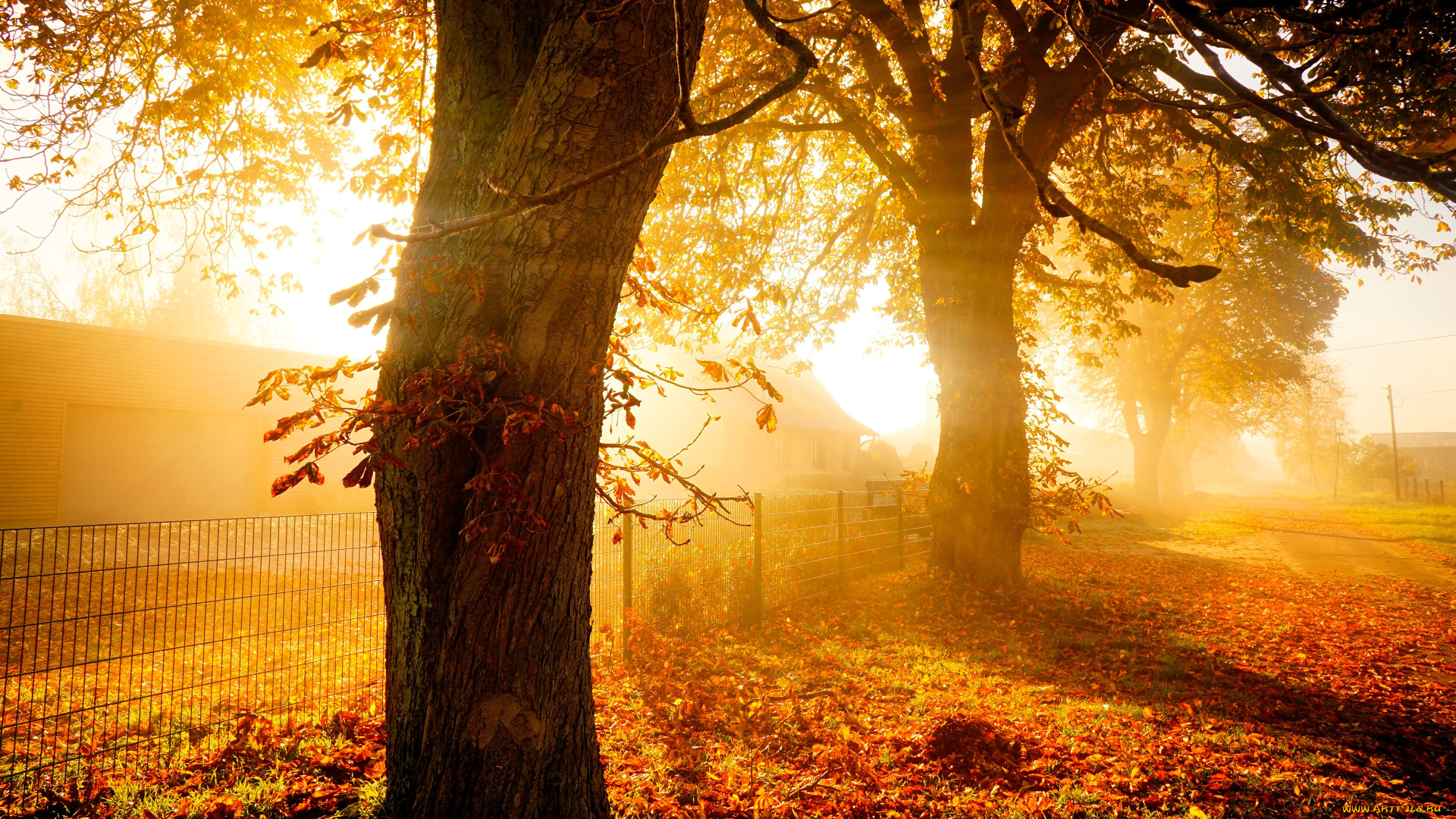 природа, деревья, осень, листья, забор, туман, утро