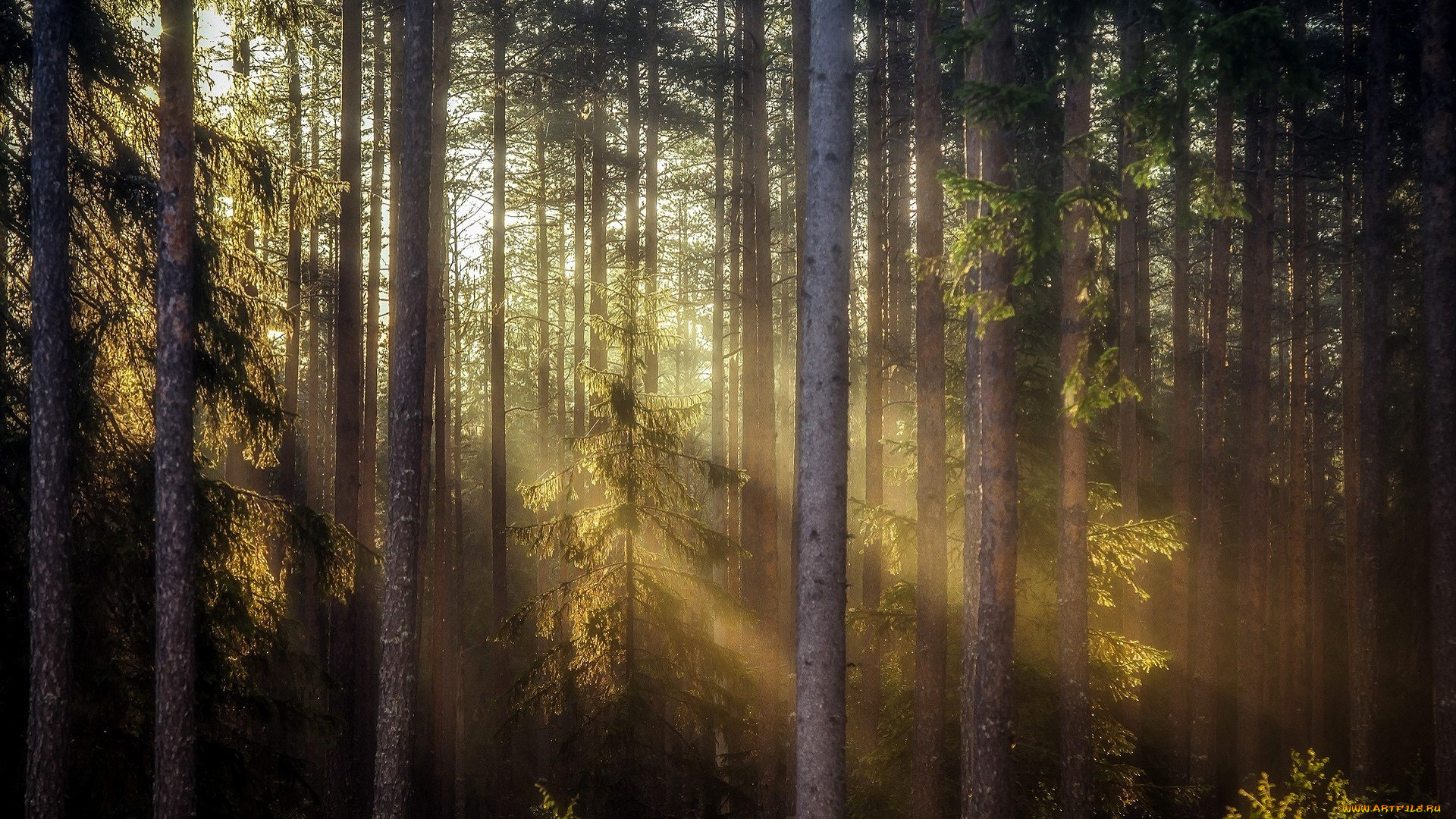 природа, лес, сосны, лучи