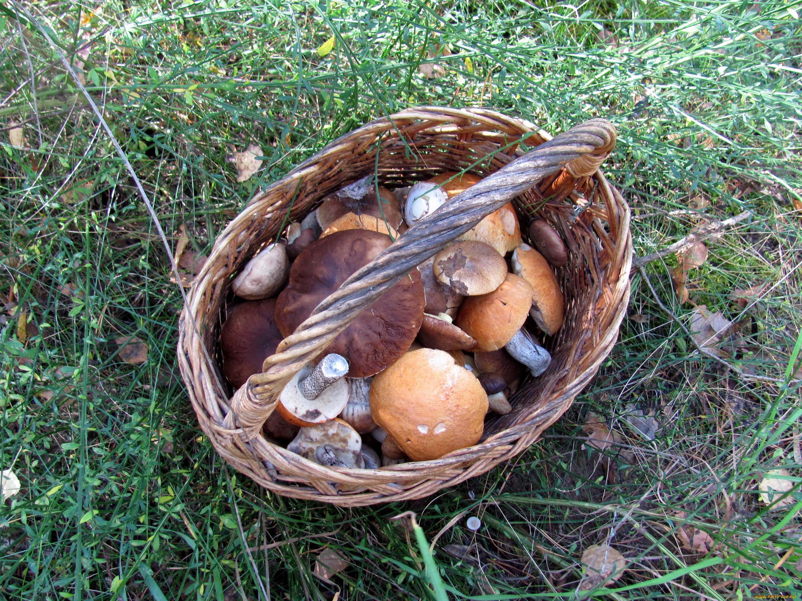 еда, грибы, , грибные, блюда, трава, корзина, лесные