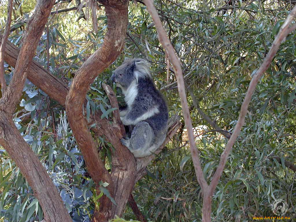 животные, коалы
