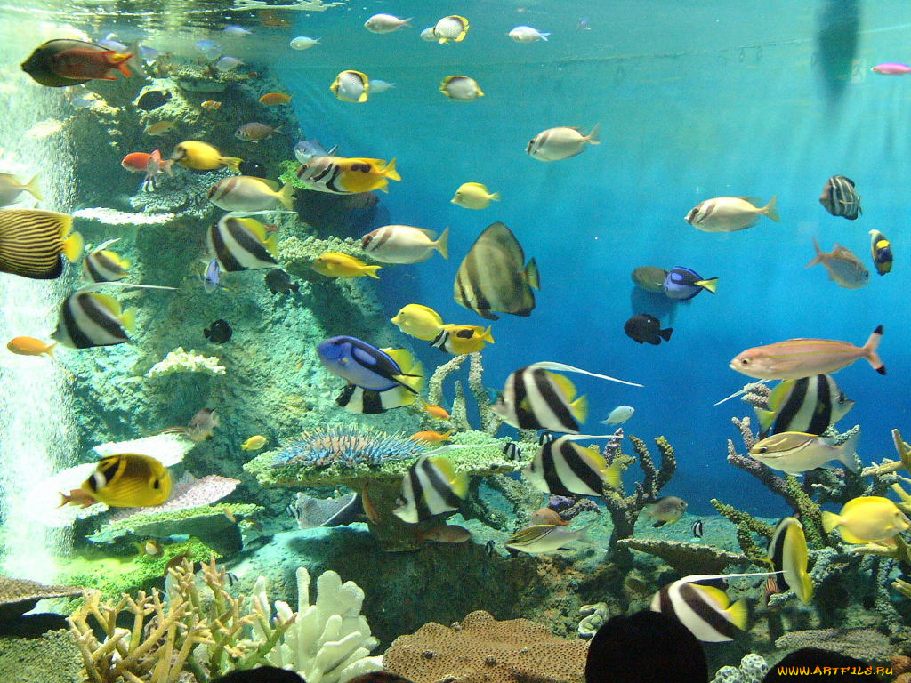 животные, рыбы