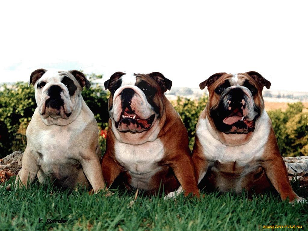 животные, собаки