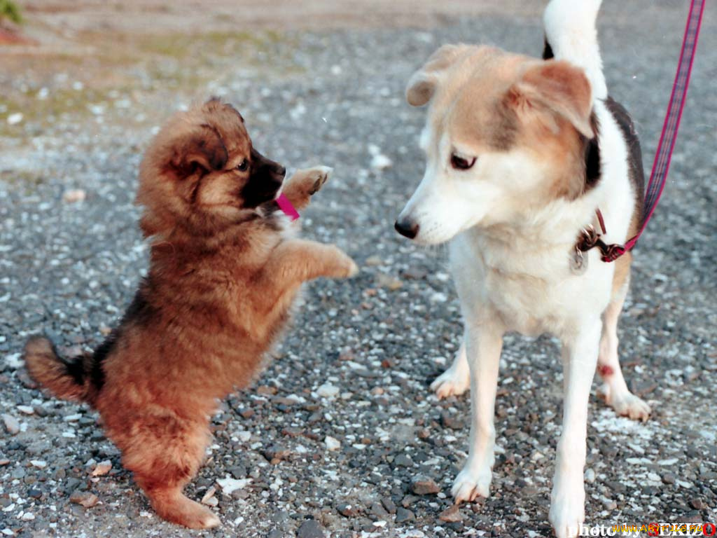 животные, собаки