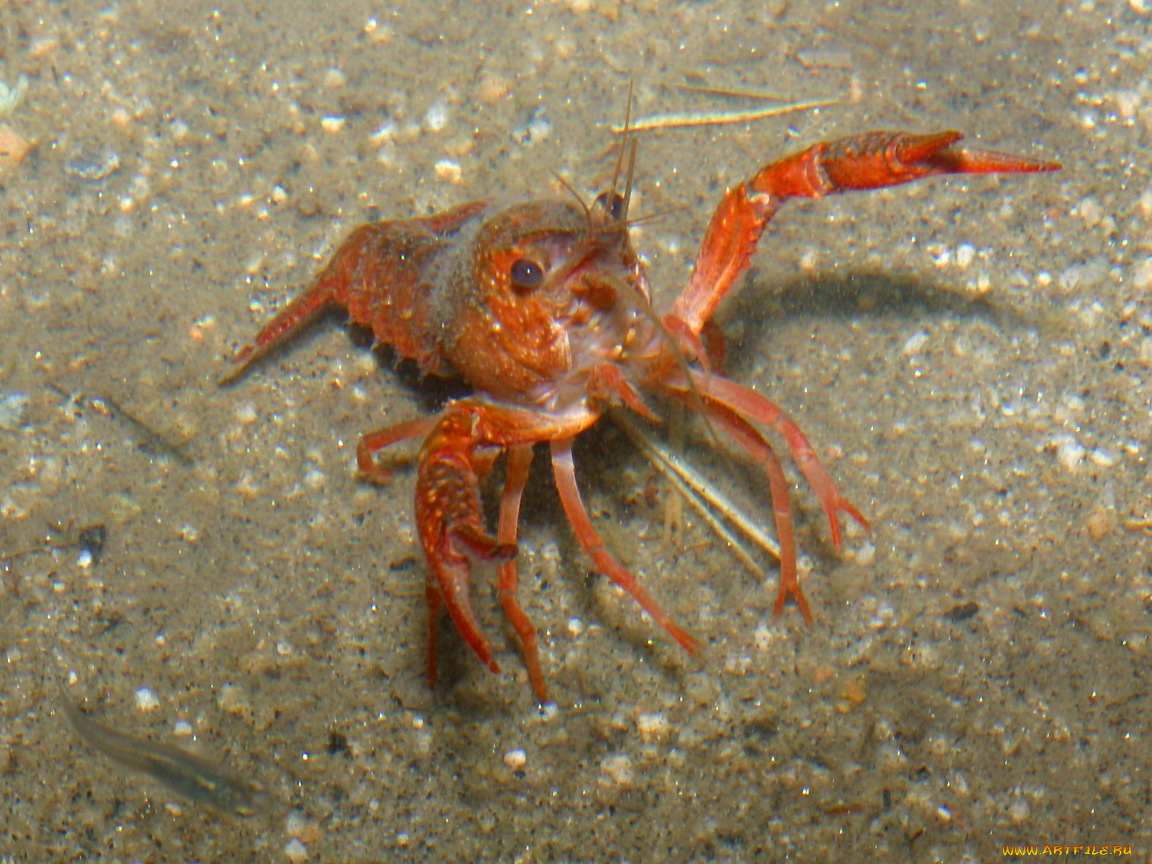 животные, крабы, раки