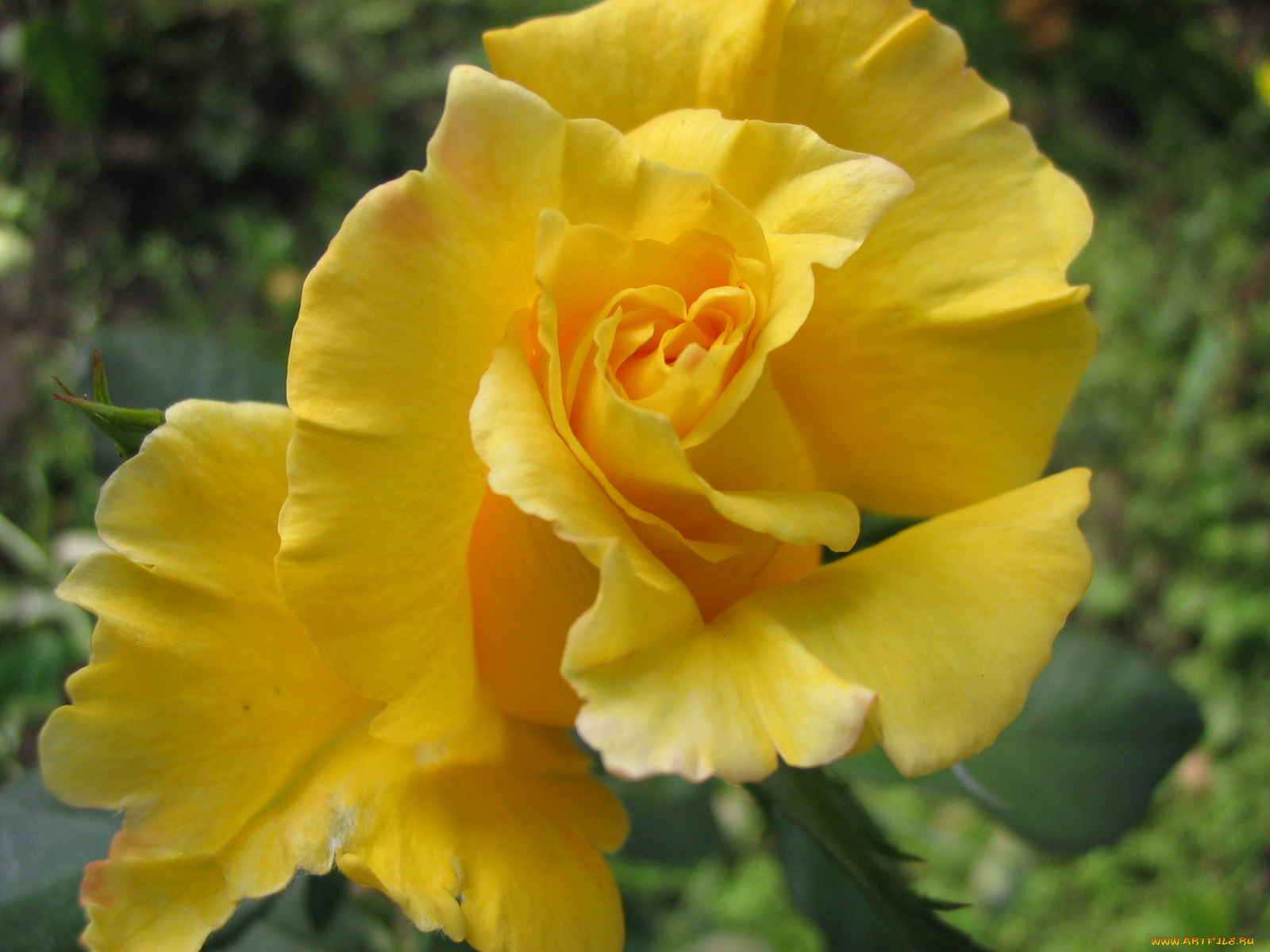 цветы, розы