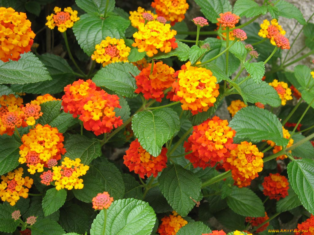 цветы, лантана, вербена