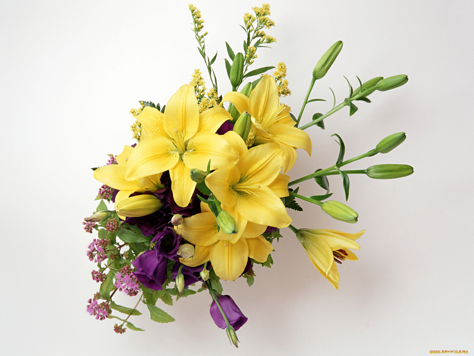 цветы, букеты, композиции