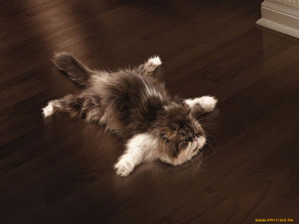 юмор, приколы