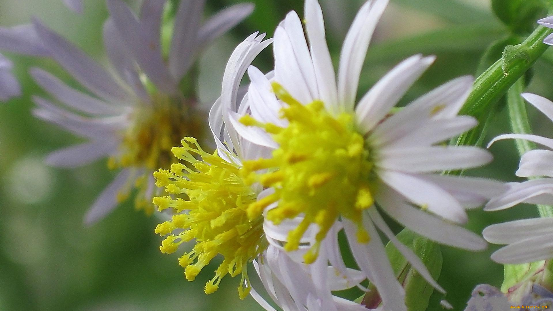 цветы, макро, лепестки