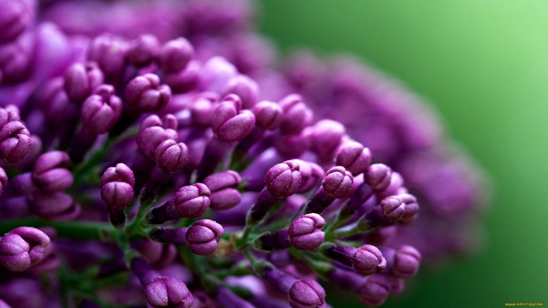 цветы, сирень, лиловый, бутоны