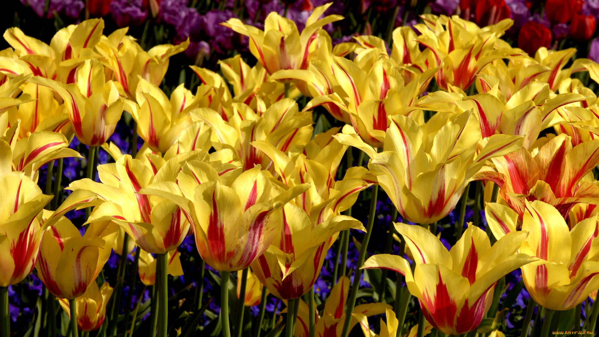 цветы, тюльпаны, много, пестрый, желто-красный