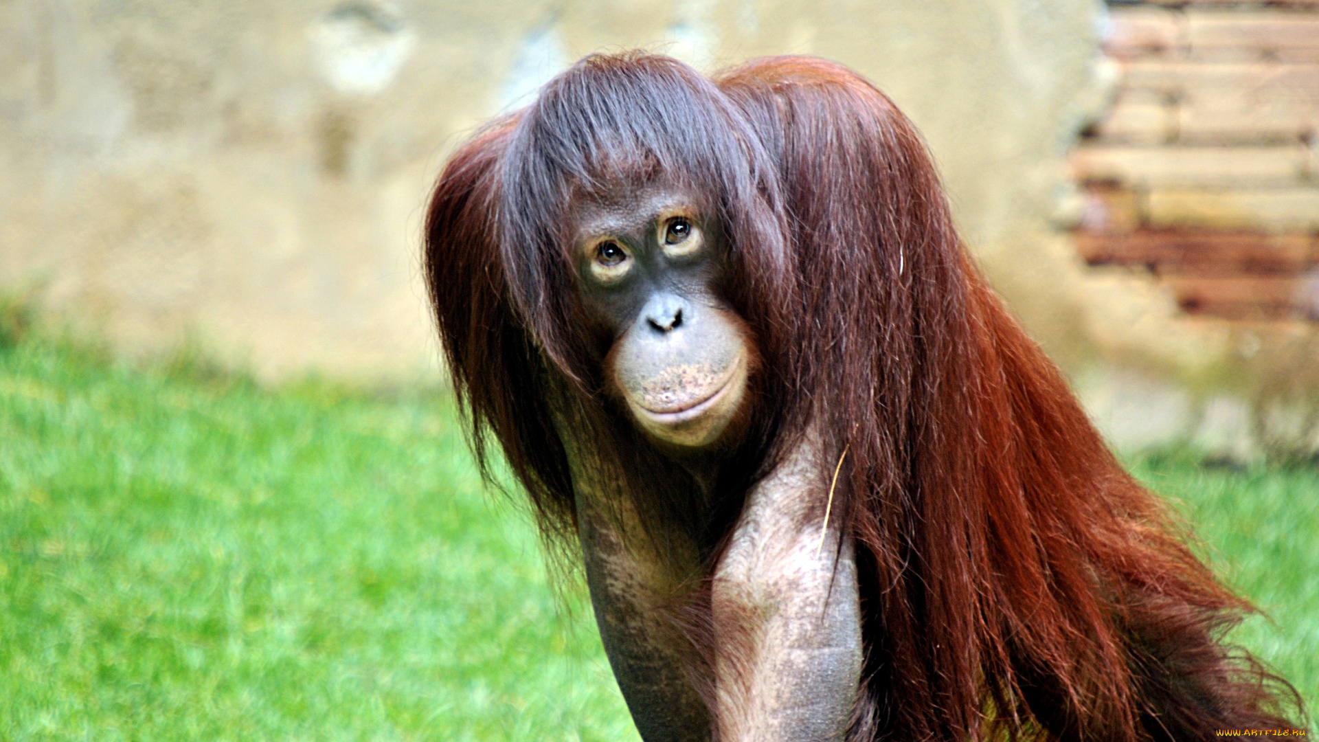 животные, обезьяны, взгляд, рыжий, орангутанг