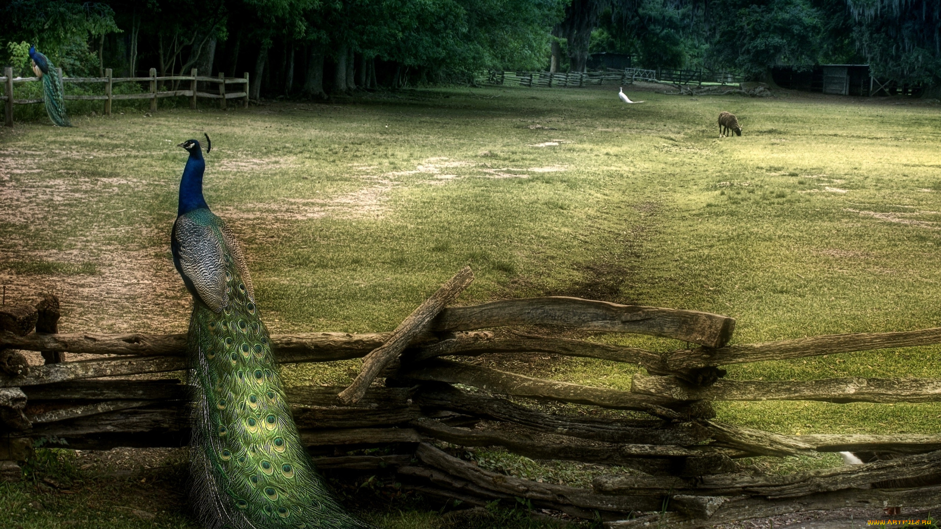 животные, павлины, хвост, загон