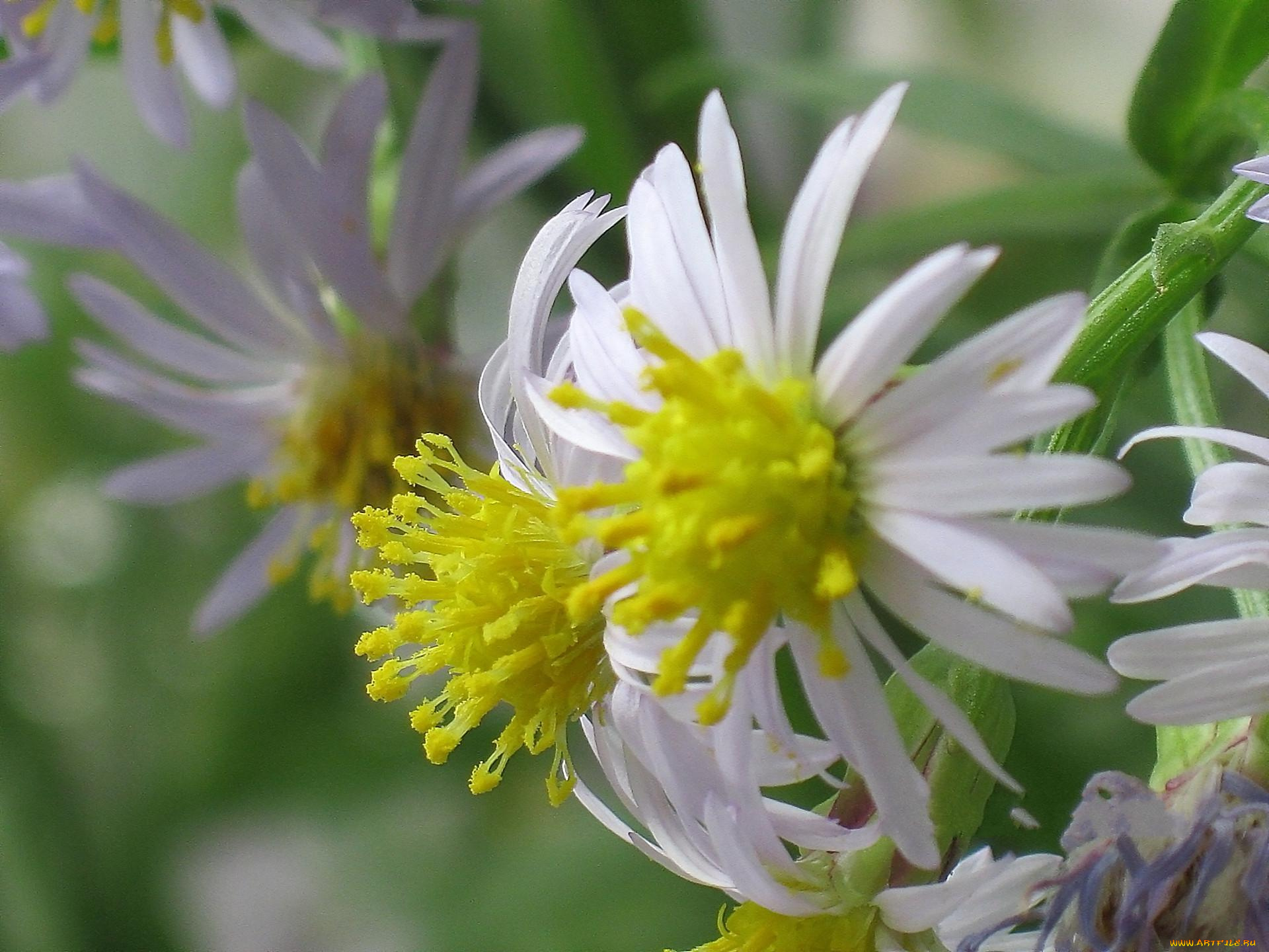 цветы, макро, лепестки