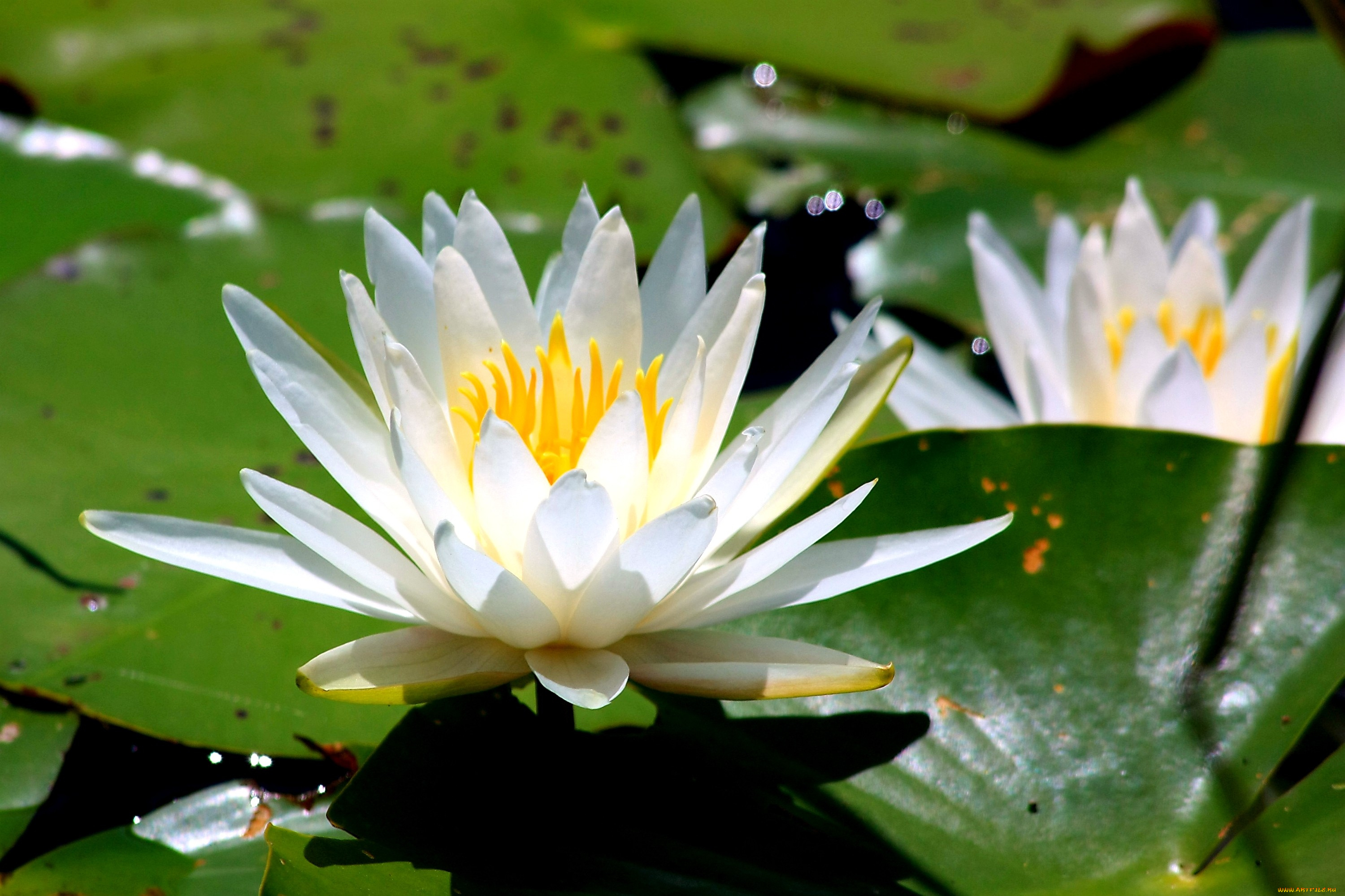 цветы, лилии, водяные, нимфеи, кувшинки, белый, листья