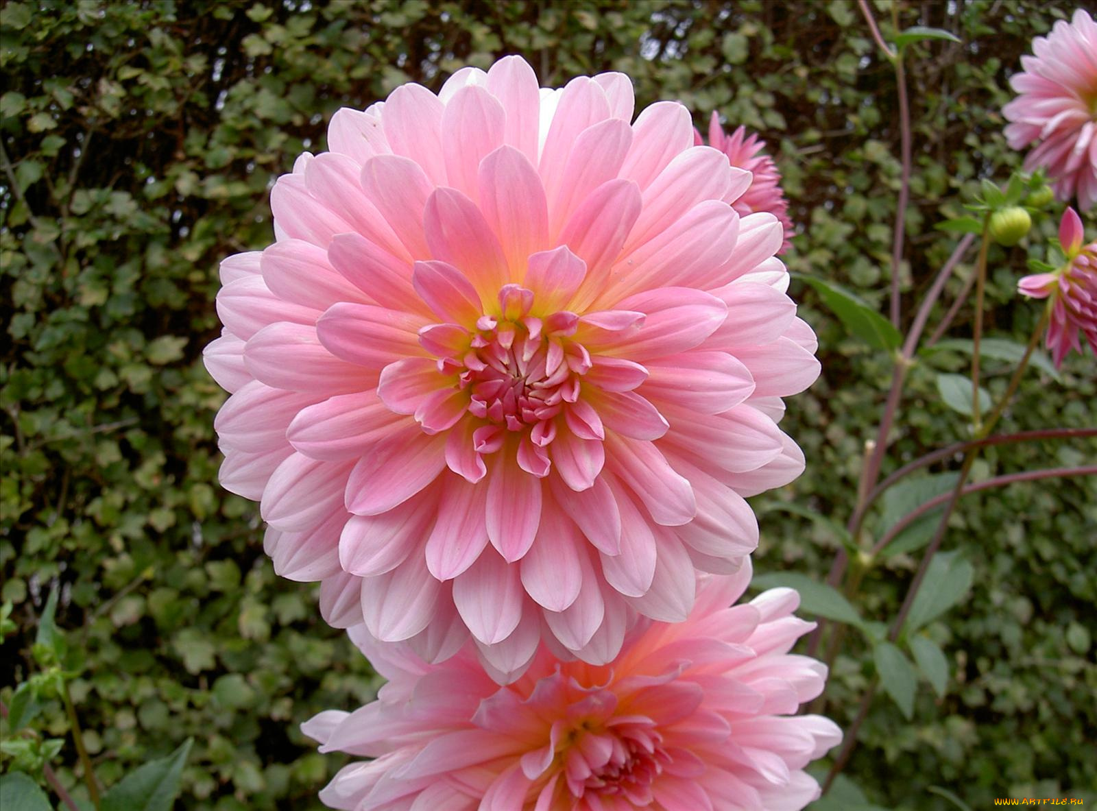 цветы, георгины