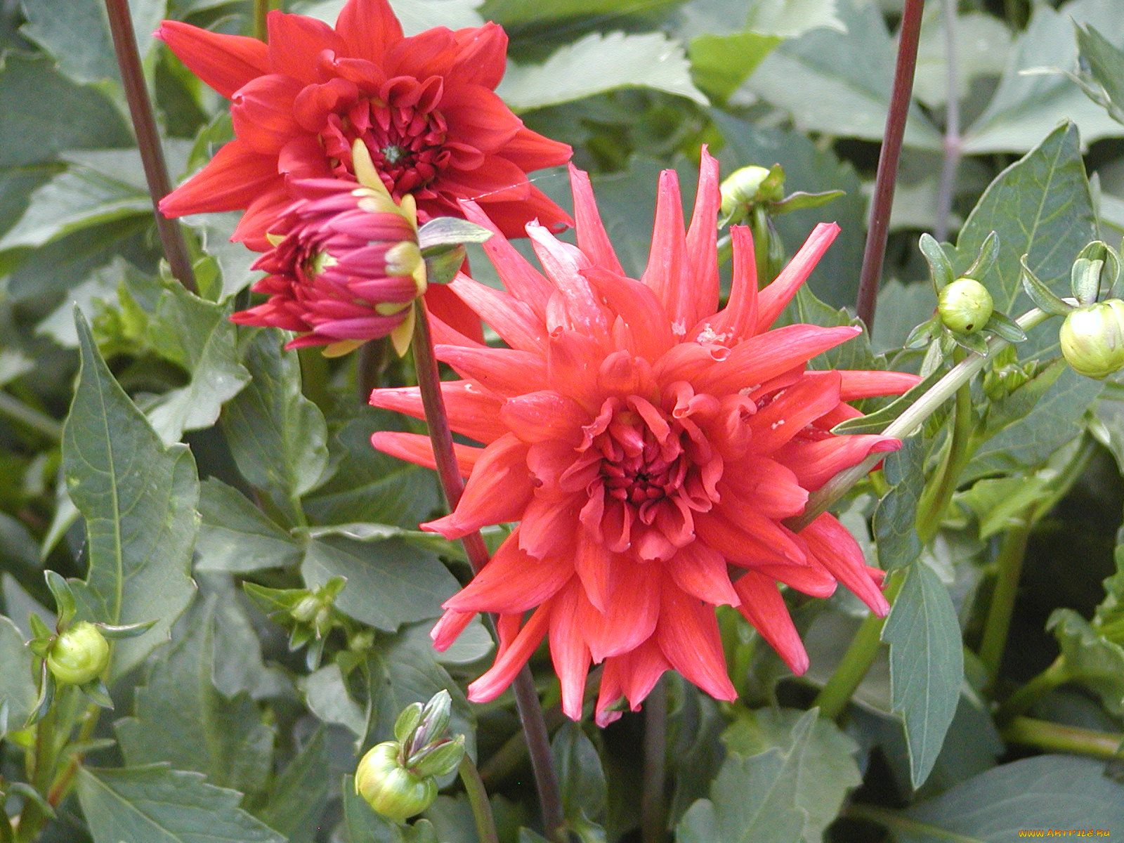 цветы, георгины