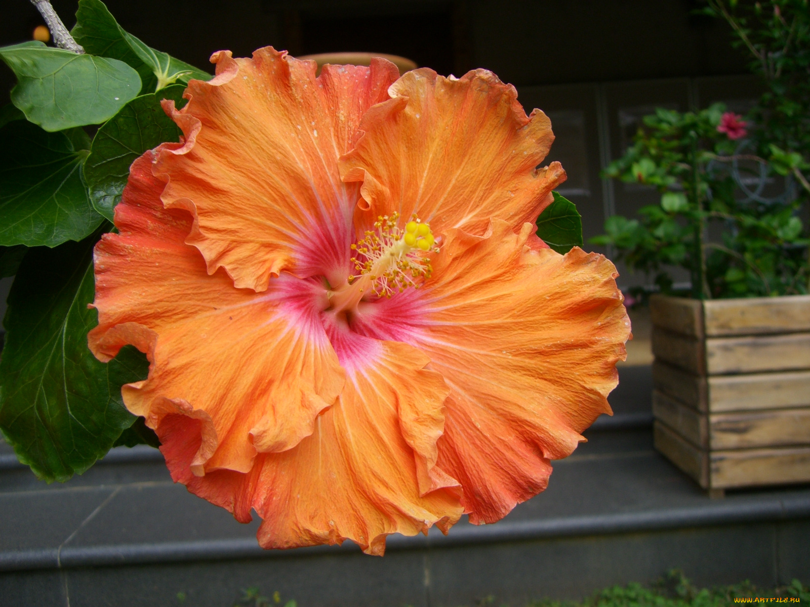 цветы, гибискусы