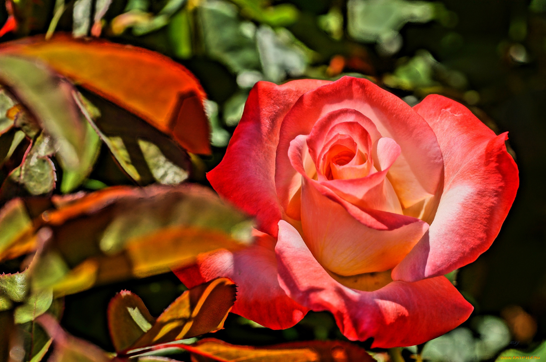 цветы, розы, лепестки