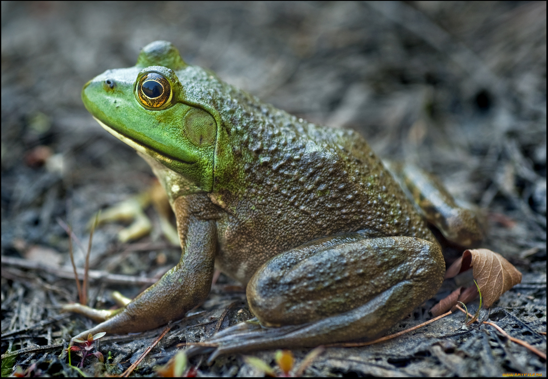 животные, лягушки, квакушка