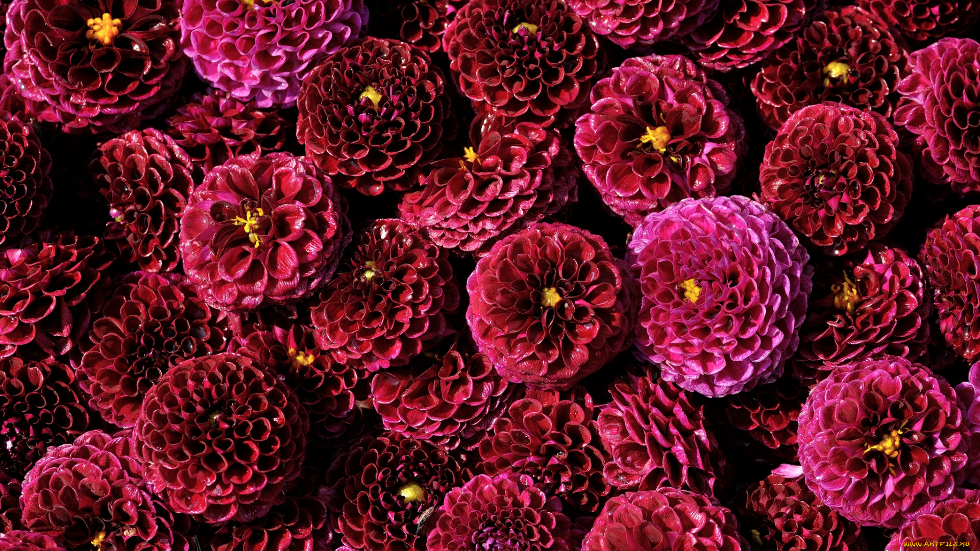 цветы, георгины, много, бордовый, помпоны