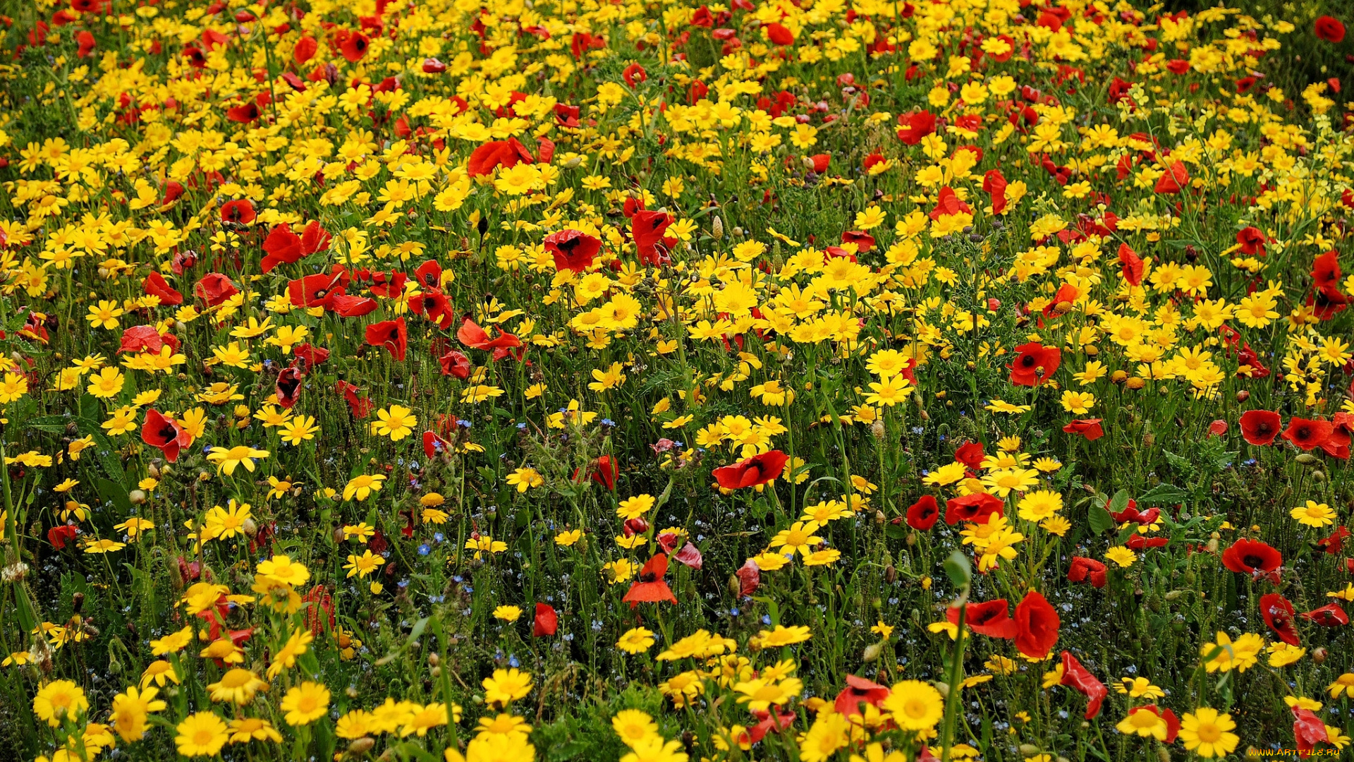 цветы, луговые, полевые, незабудки, маки, ромашки
