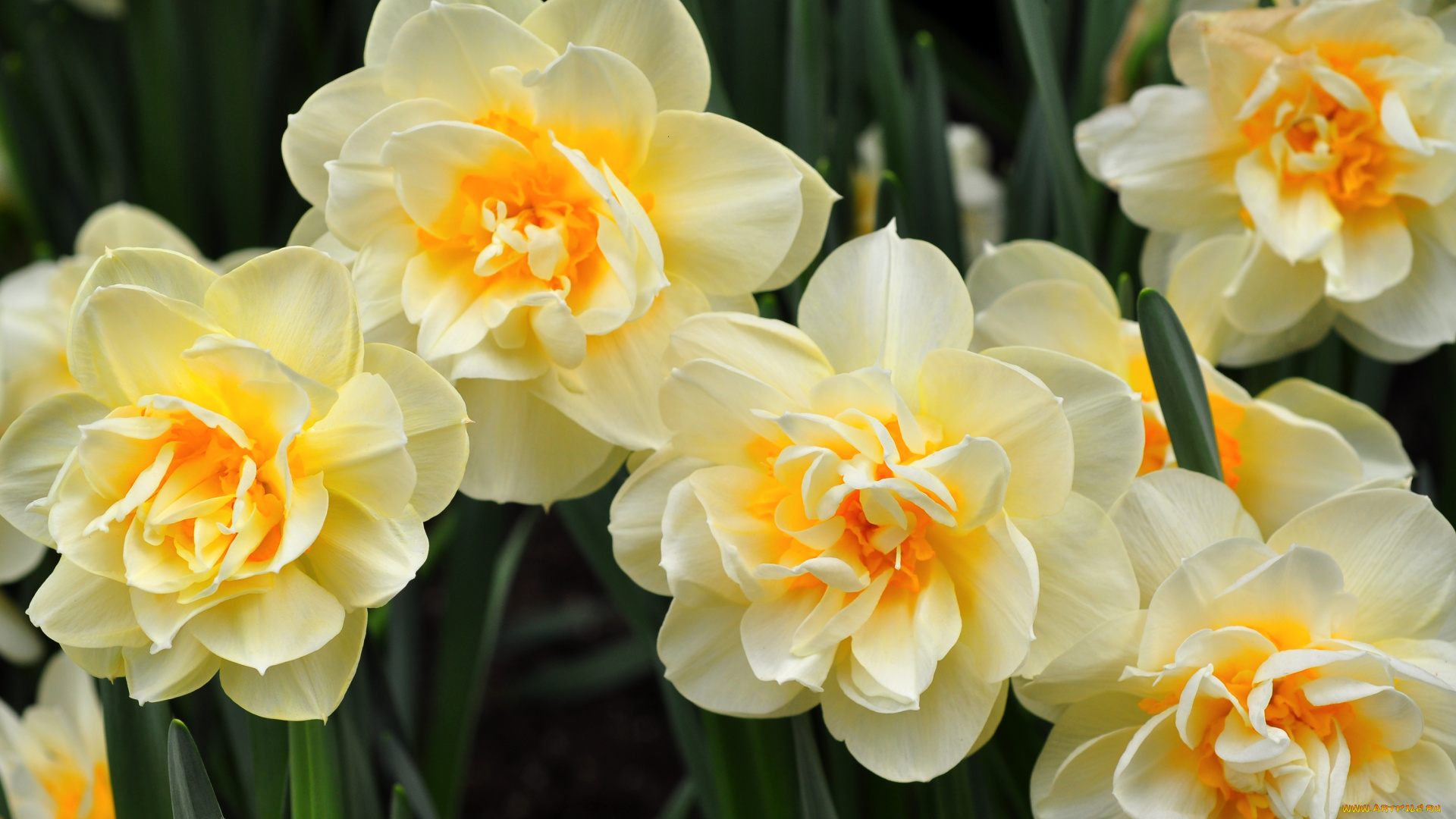 цветы, нарциссы
