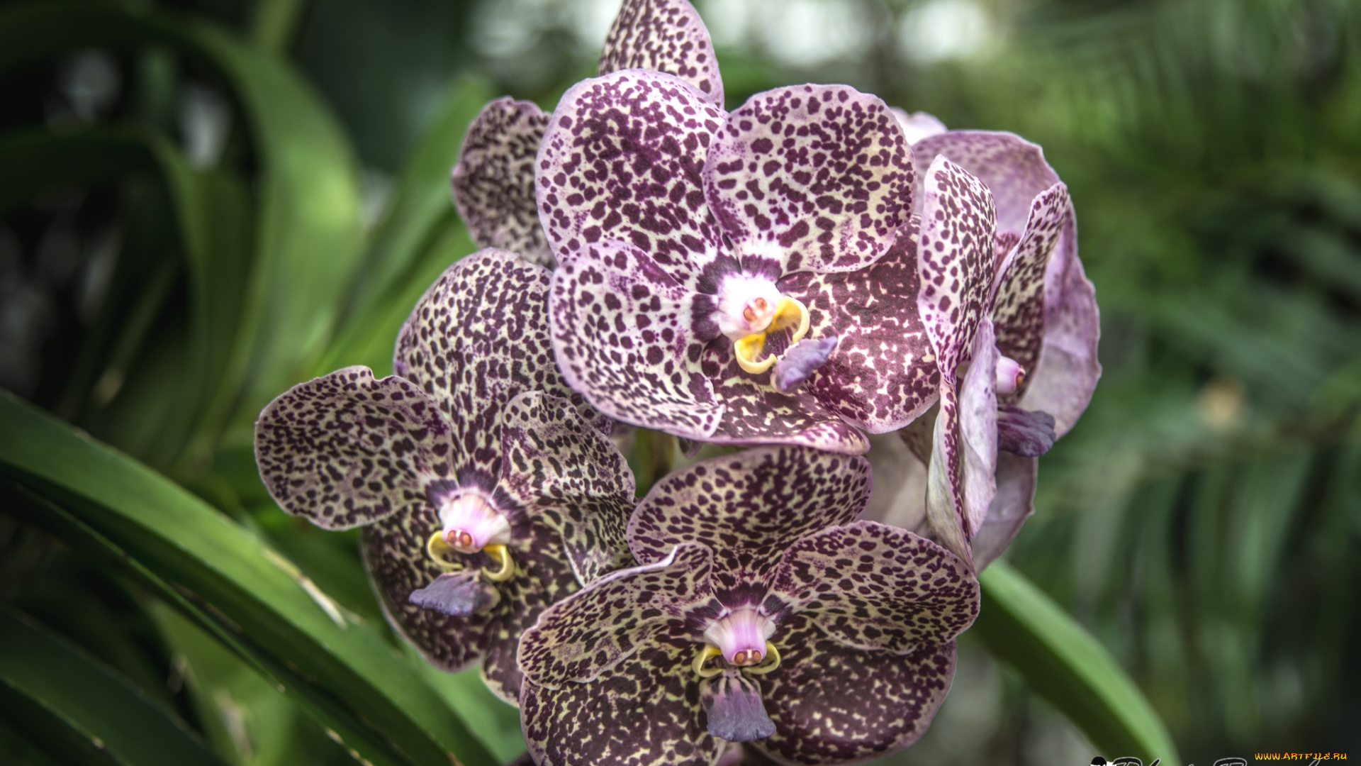 цветы, орхидеи, пестрый, экзотика, ветка